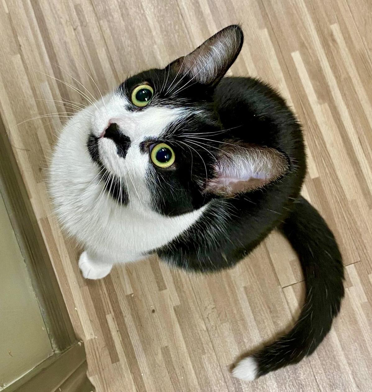 Archie *special needs (bonded with Sequoia), Adoptable, Young Male Domestic Short Hair.