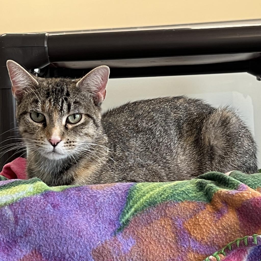 Janice, a Adoptable mixed breed in Columbia, IL image 3/5