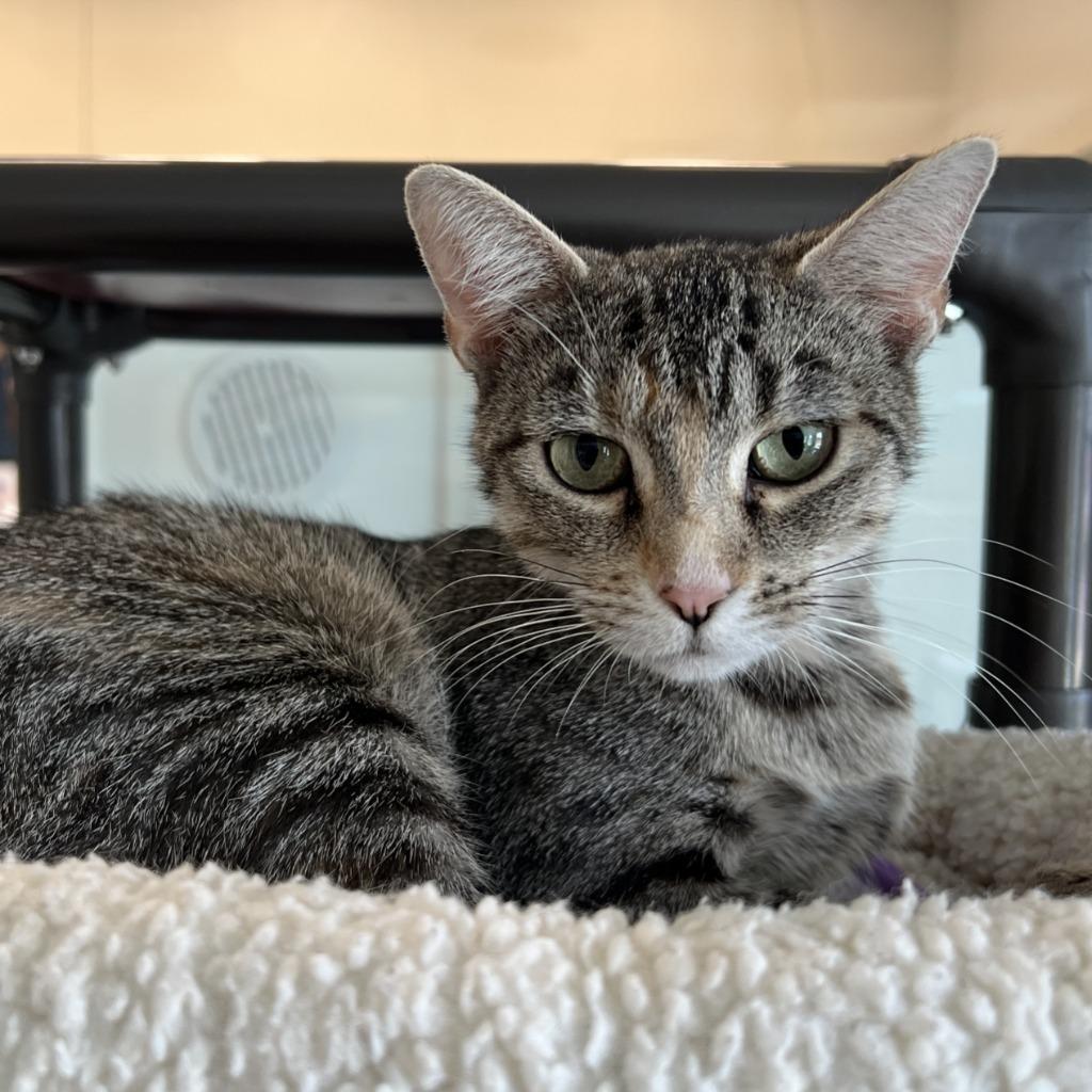 Janice, a Adoptable mixed breed in Columbia, IL image 4/5