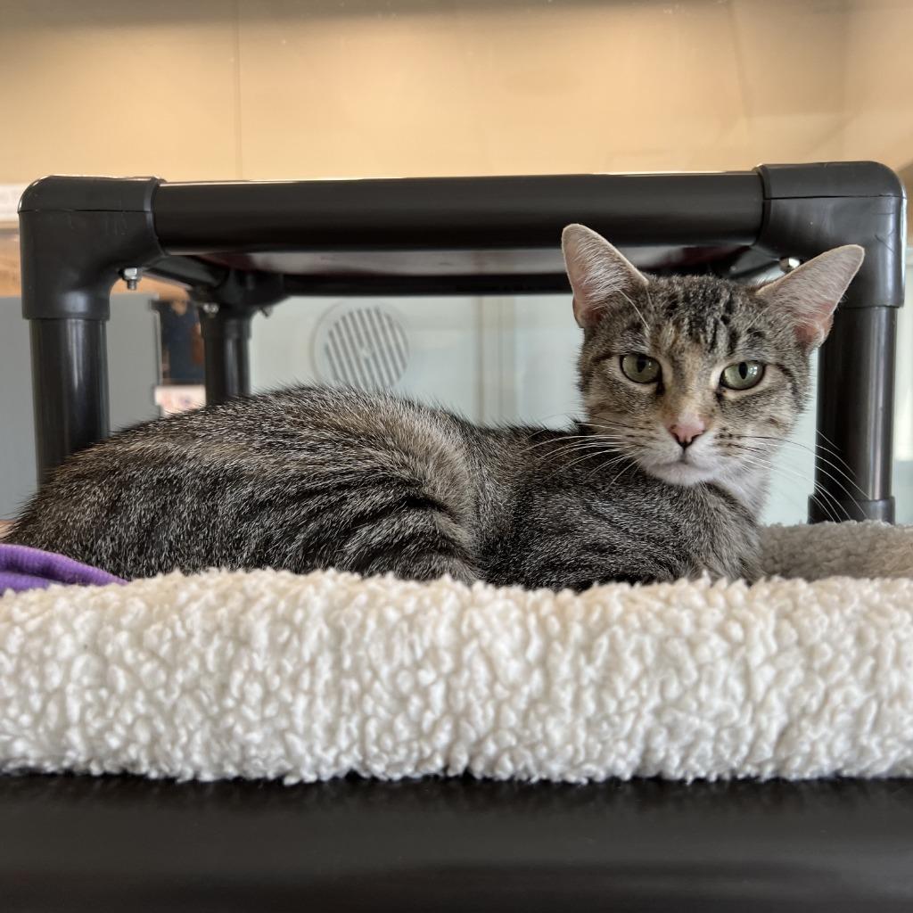 Janice, a Adoptable mixed breed in Columbia, IL image 5/5