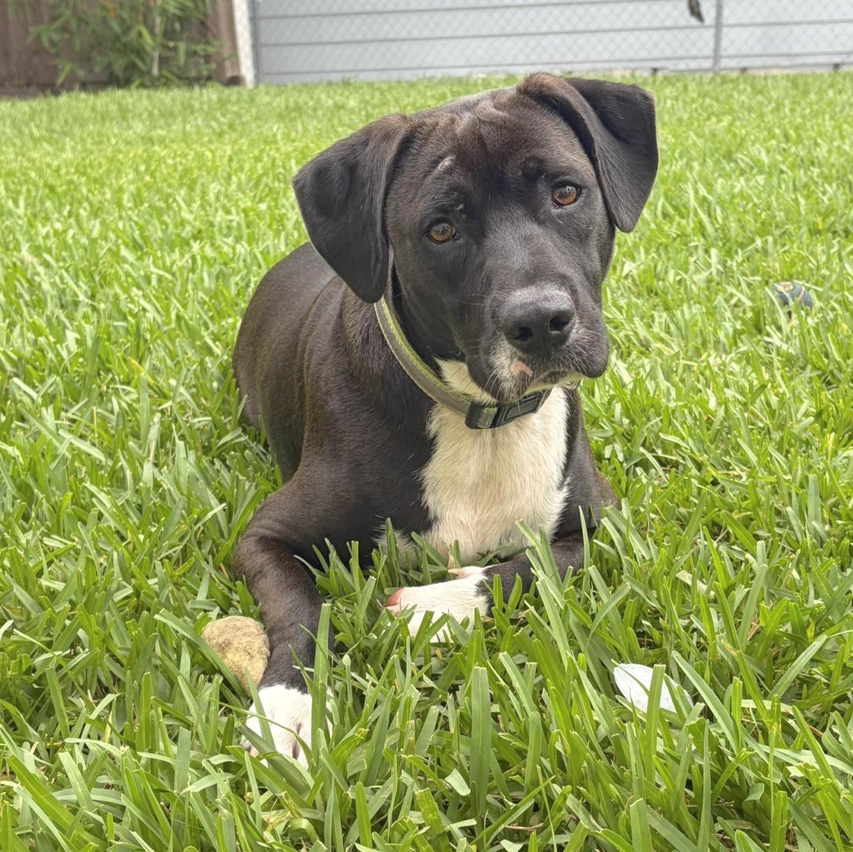 Enlarge Snoops, a Adoptable mixed breed in Providence, RI image 5/6