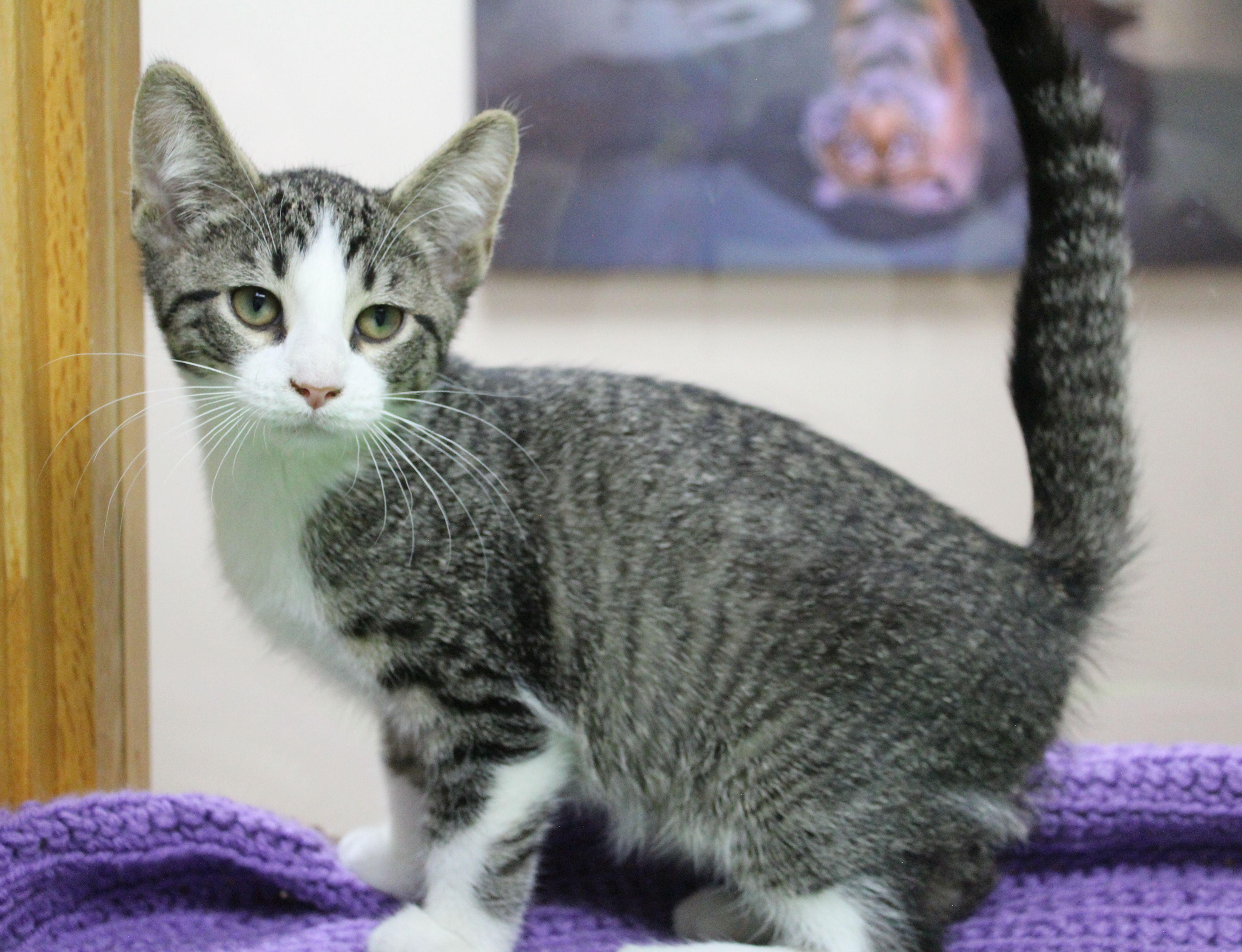 Skeletor, ADOPTABLE, Kitten Male Domestic Short Hair.
