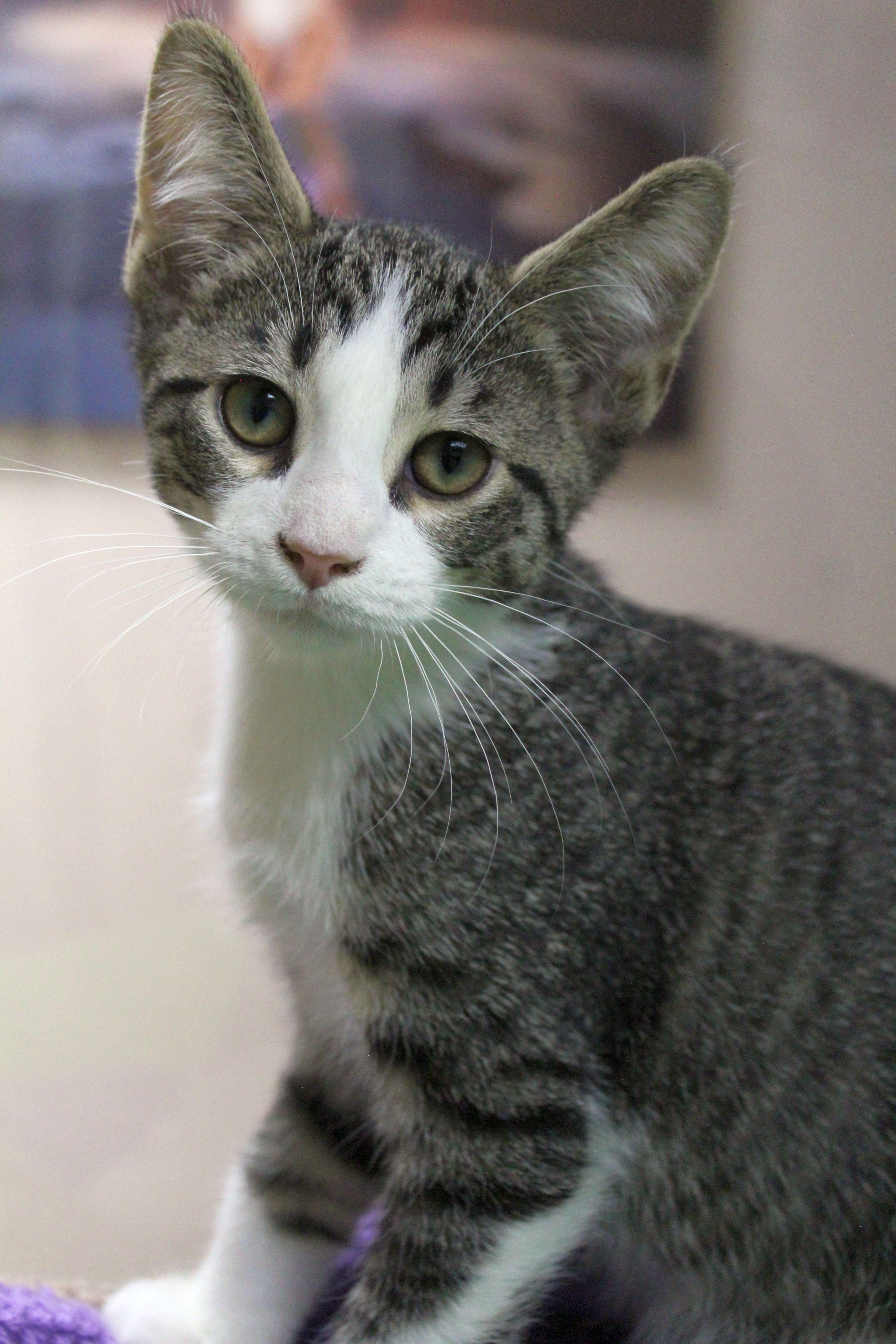 Enlarge Skeletor, a ADOPTABLE mixed breed in Portage, WI image 2/2