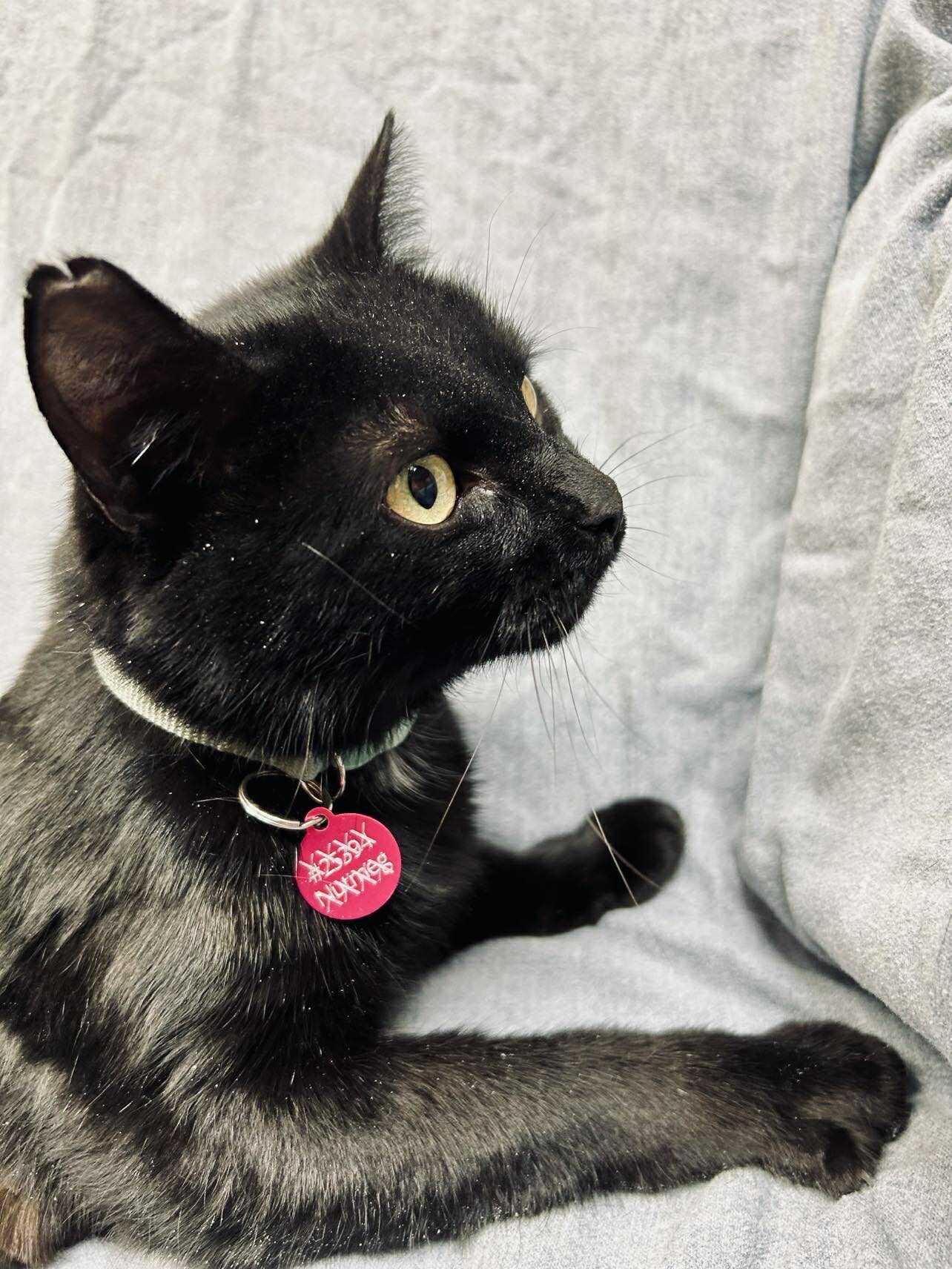 Enlarge Nymera , a ADOPTABLE Domestic Short Hair in Alexandria, MN image 2/2