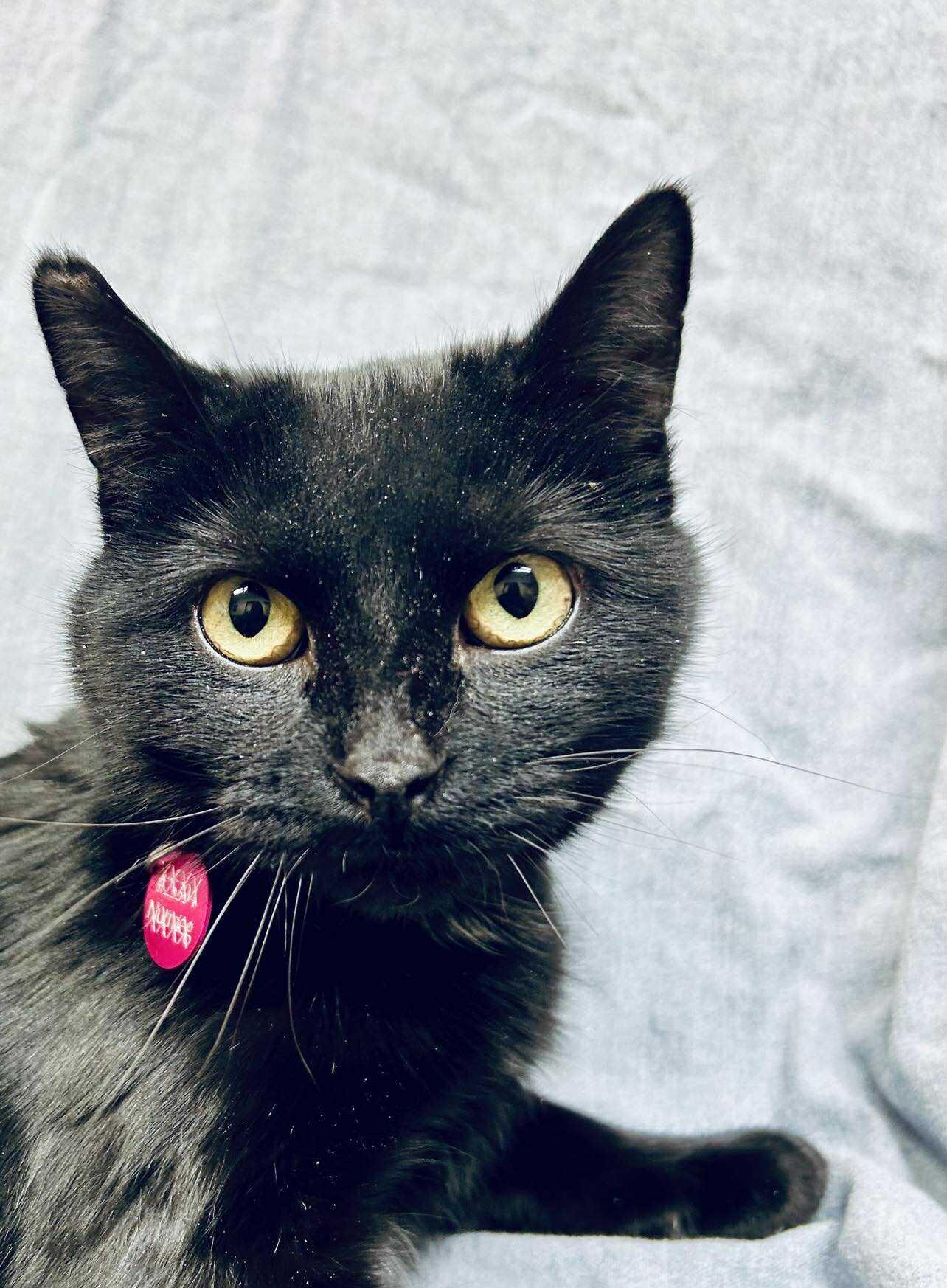 Nymera , ADOPTABLE, Young Female Domestic Short Hair.