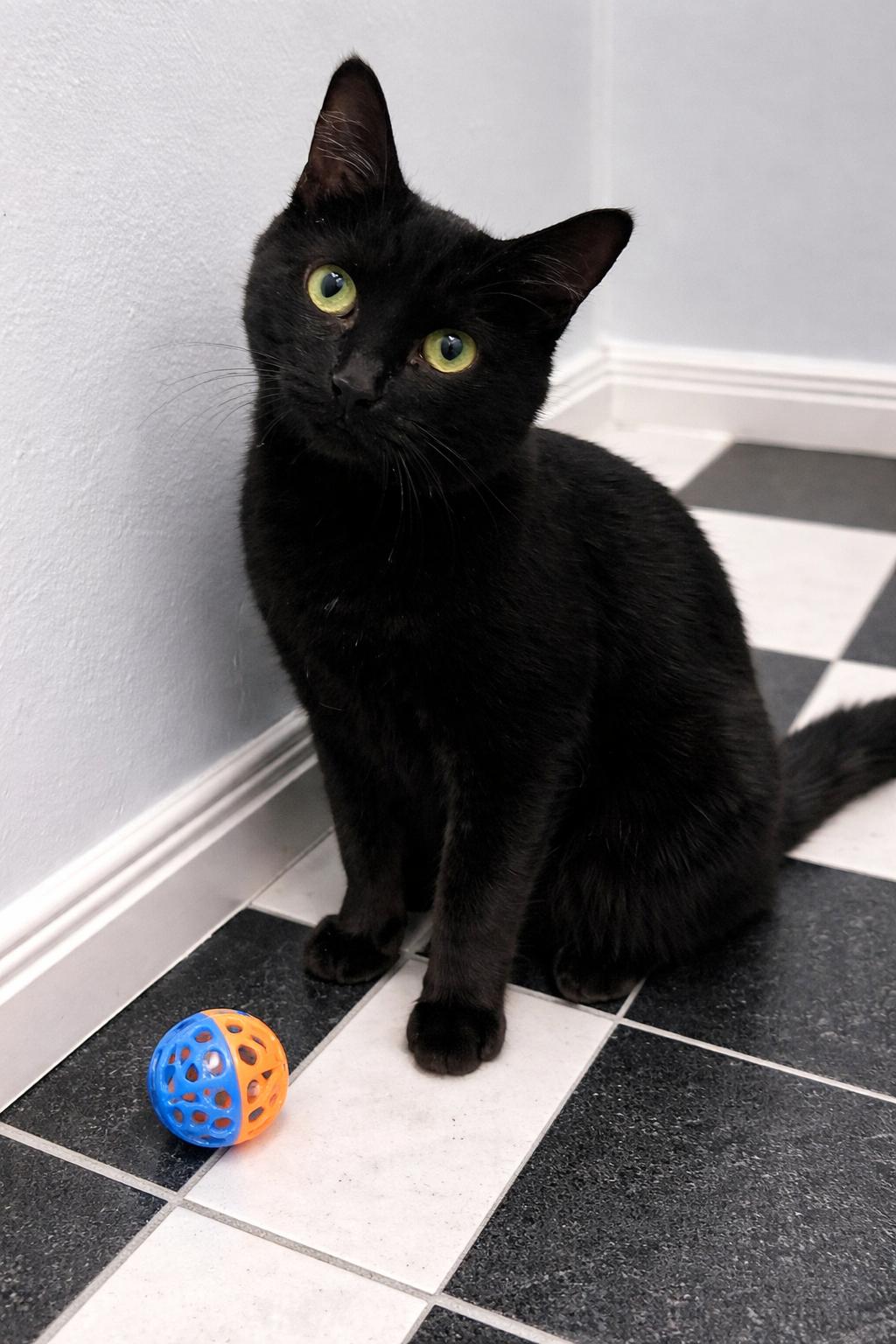 Enlarge Miranda, a ADOPTABLE mixed breed in Buffalo, NY image 2/2