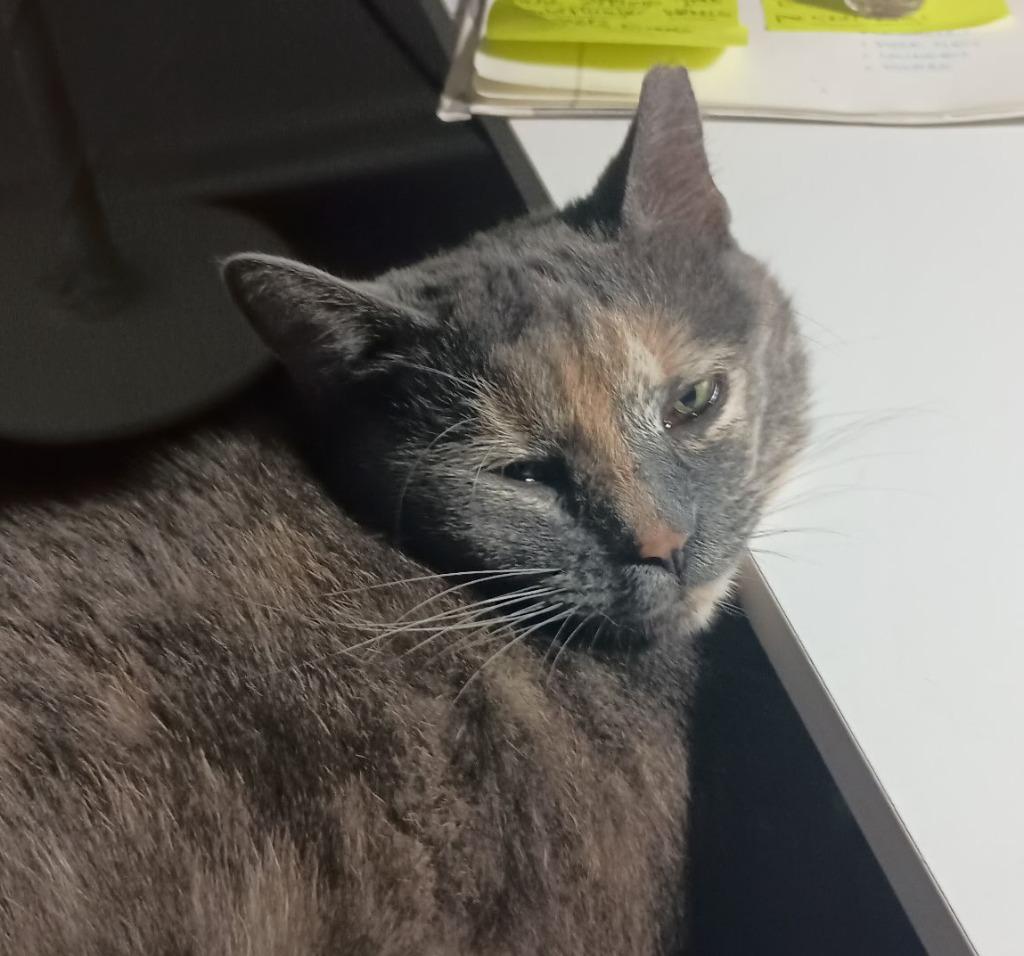 Camellia25, Adoptable, Young Female Domestic Short Hair.