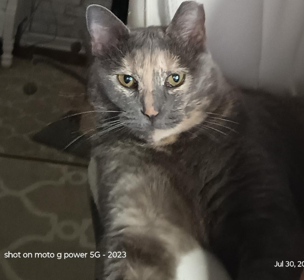 Enlarge Camellia25, a Adoptable mixed breed in Youngsville, NC image 2/6