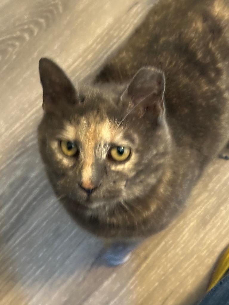 Enlarge Camellia25, a Adoptable mixed breed in Youngsville, NC image 4/6