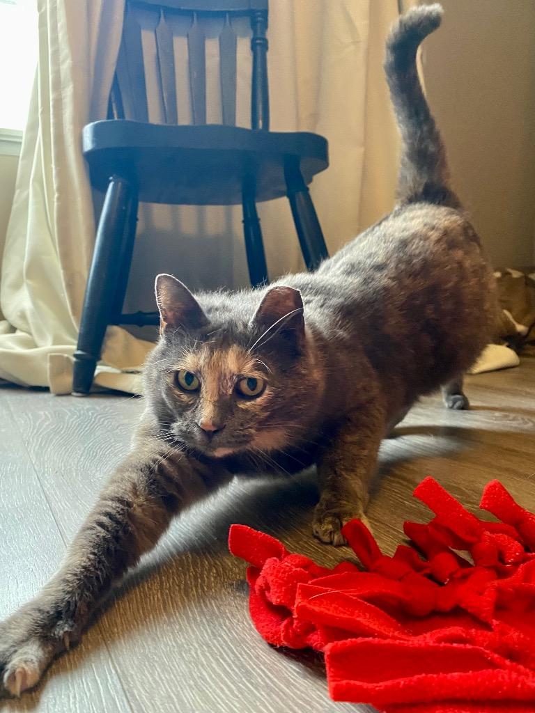 Enlarge Camellia25, a Adoptable mixed breed in Youngsville, NC image 5/6