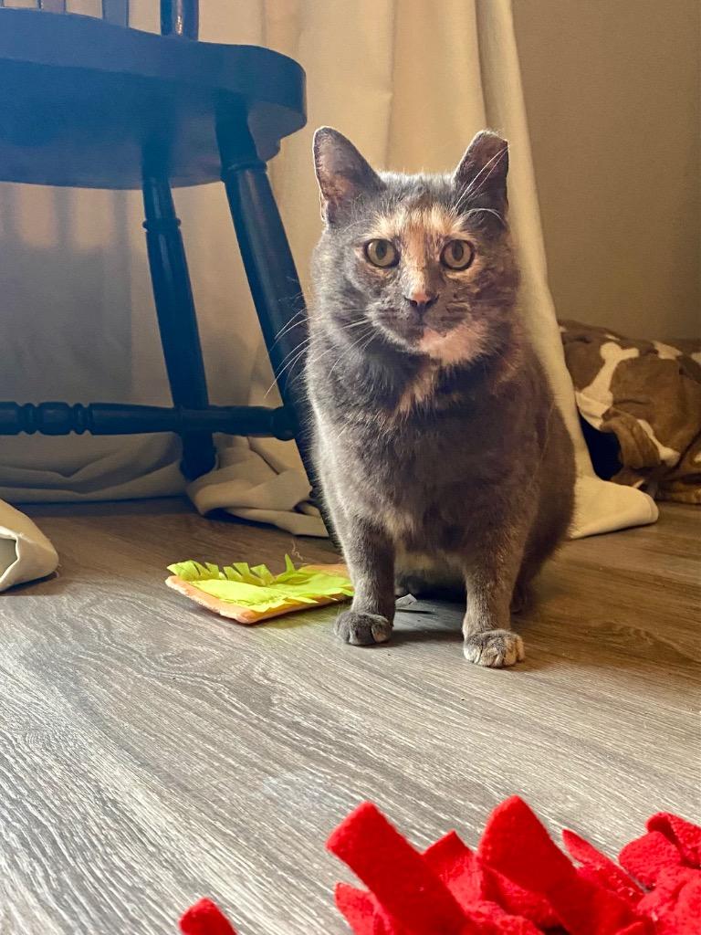 Enlarge Camellia25, a Adoptable mixed breed in Youngsville, NC image 6/6