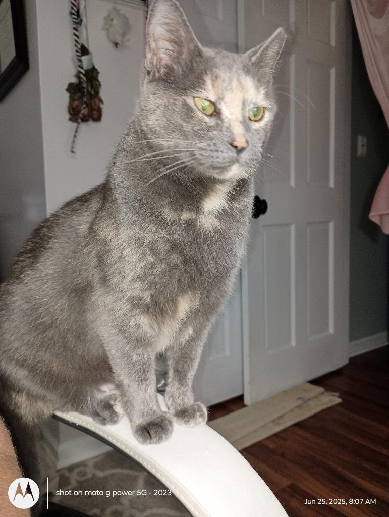 Enlarge Camellia25, a Adoptable mixed breed in Youngsville, NC image 6/6