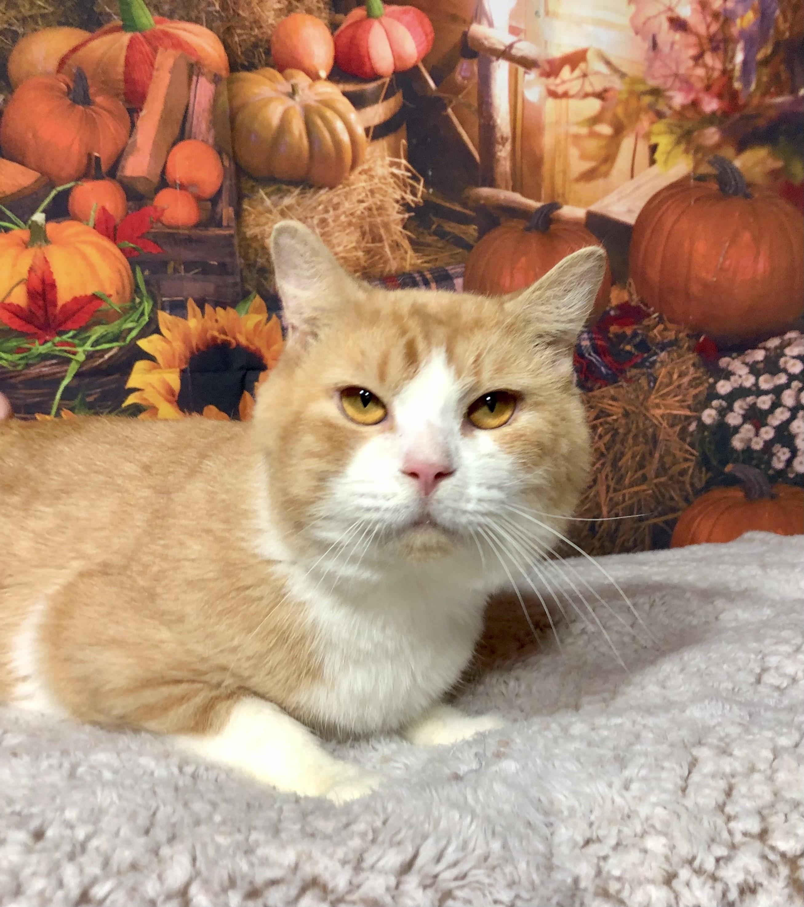 Gibby, Adoptable, Young Male Tabby & Domestic Short Hair.