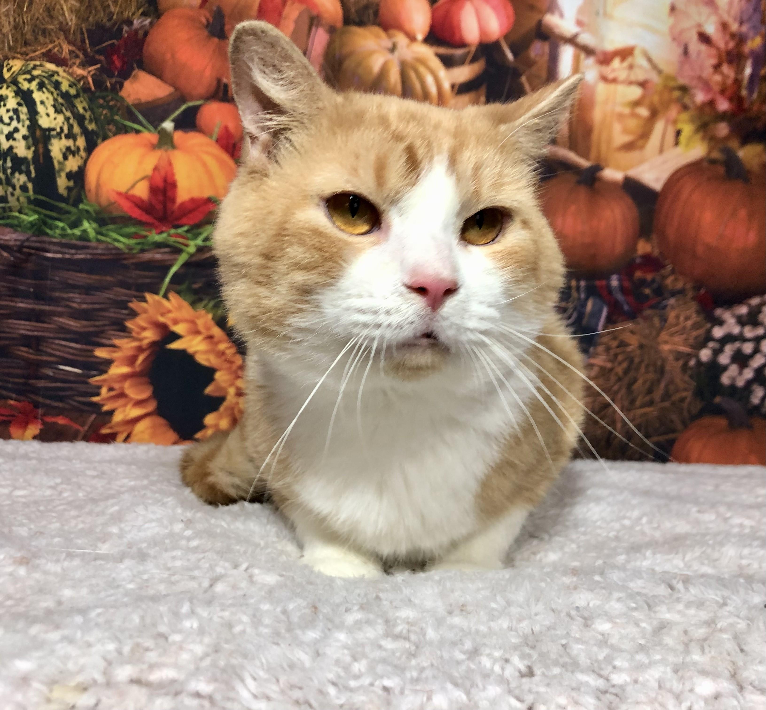 Enlarge Gibby, a Adoptable mixed breed in Greensburg, PA image 2/6