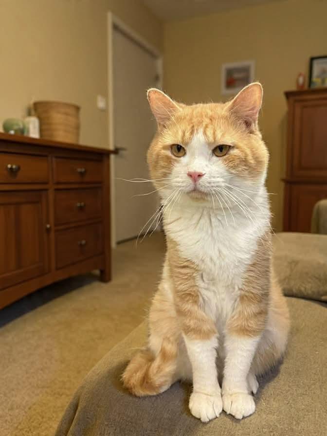 Enlarge Gibby, a Adoptable mixed breed in Greensburg, PA image 3/6