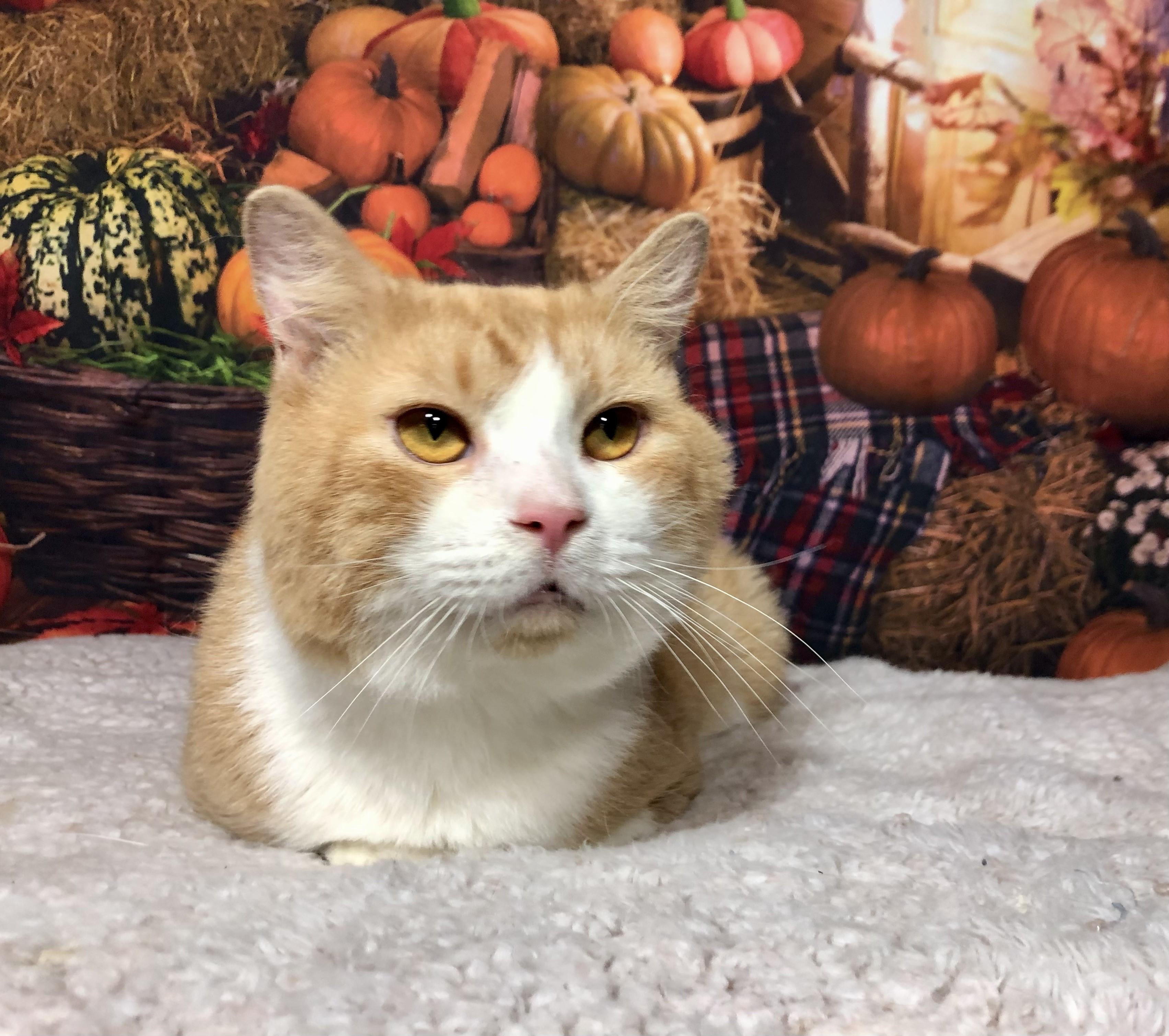 Enlarge Gibby, a Adoptable mixed breed in Greensburg, PA image 4/6