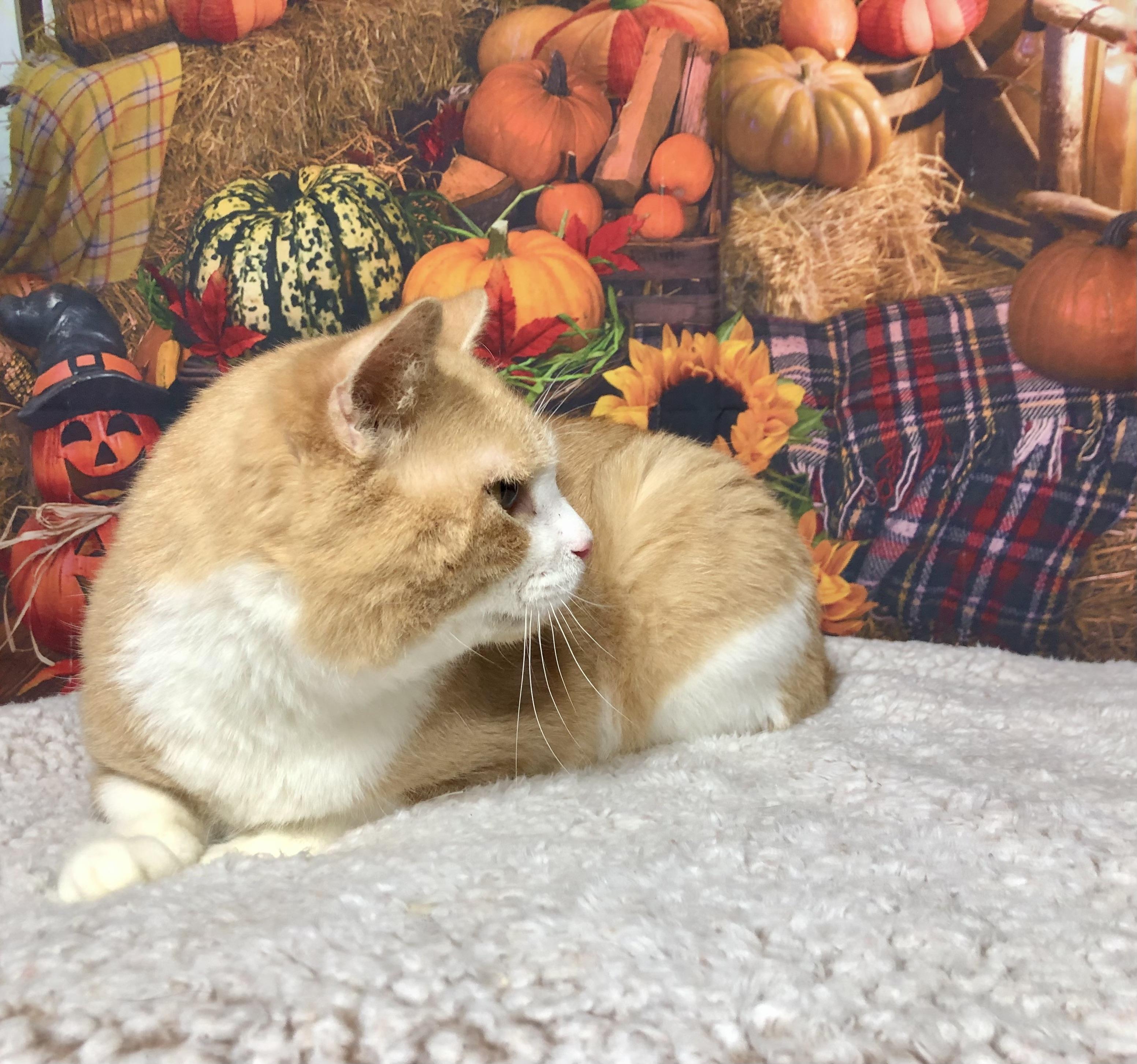 Enlarge Gibby, a Adoptable mixed breed in Greensburg, PA image 5/6