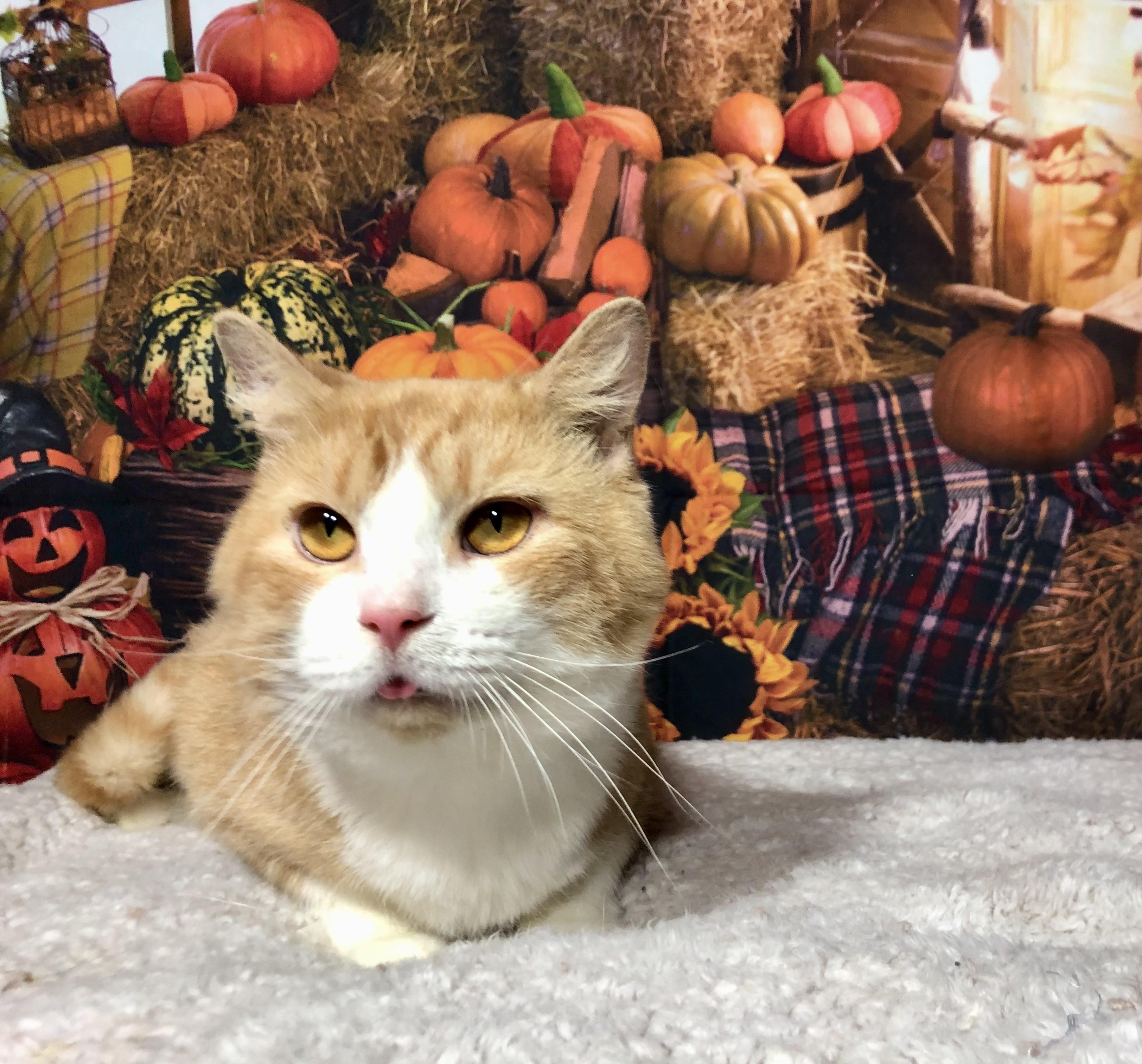 Enlarge Gibby, a Adoptable mixed breed in Greensburg, PA image 6/6