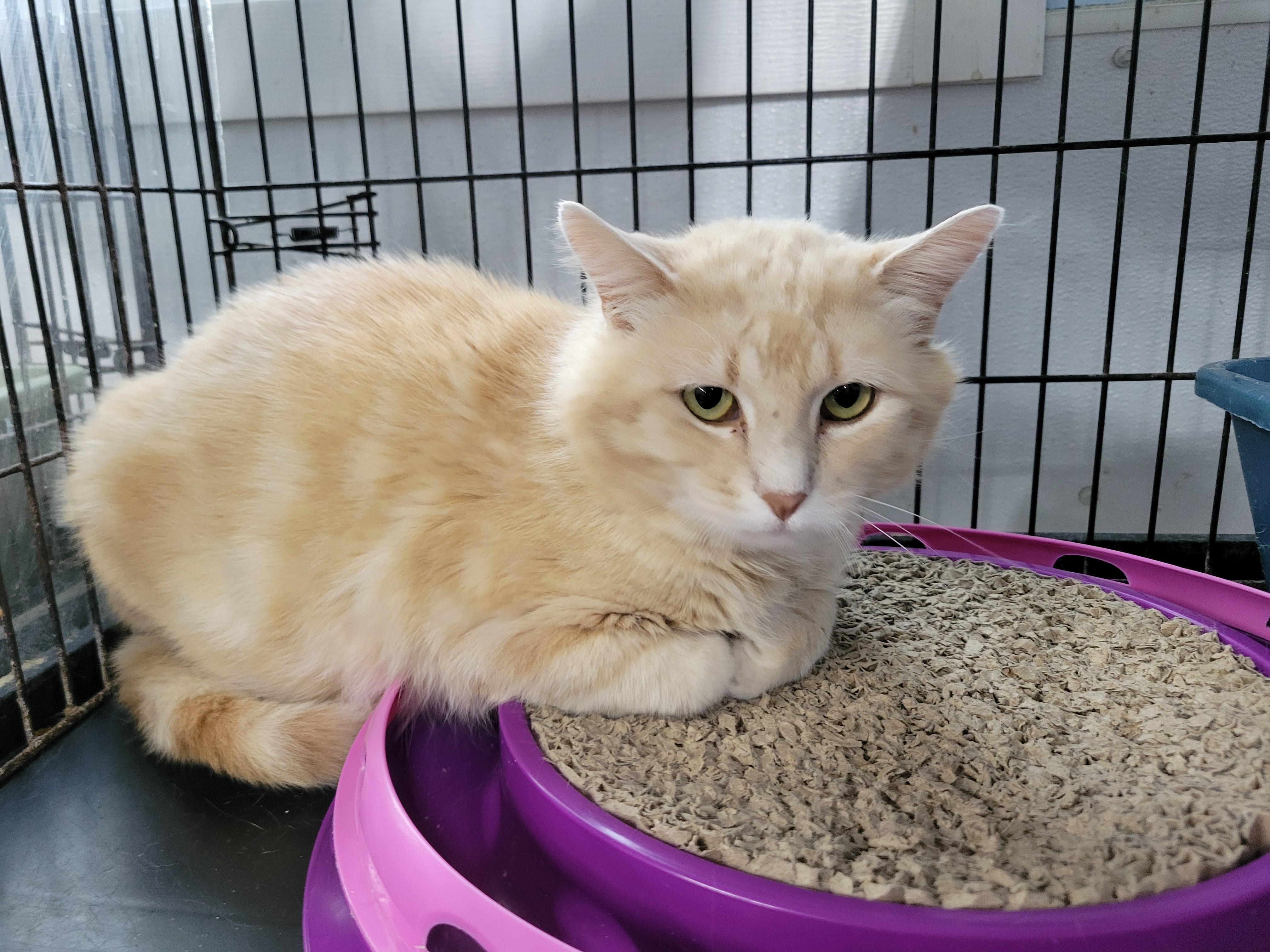 Bobby, an adoptable Domestic Short Hair in Clarinda, IA, 51632 | Photo Image 4