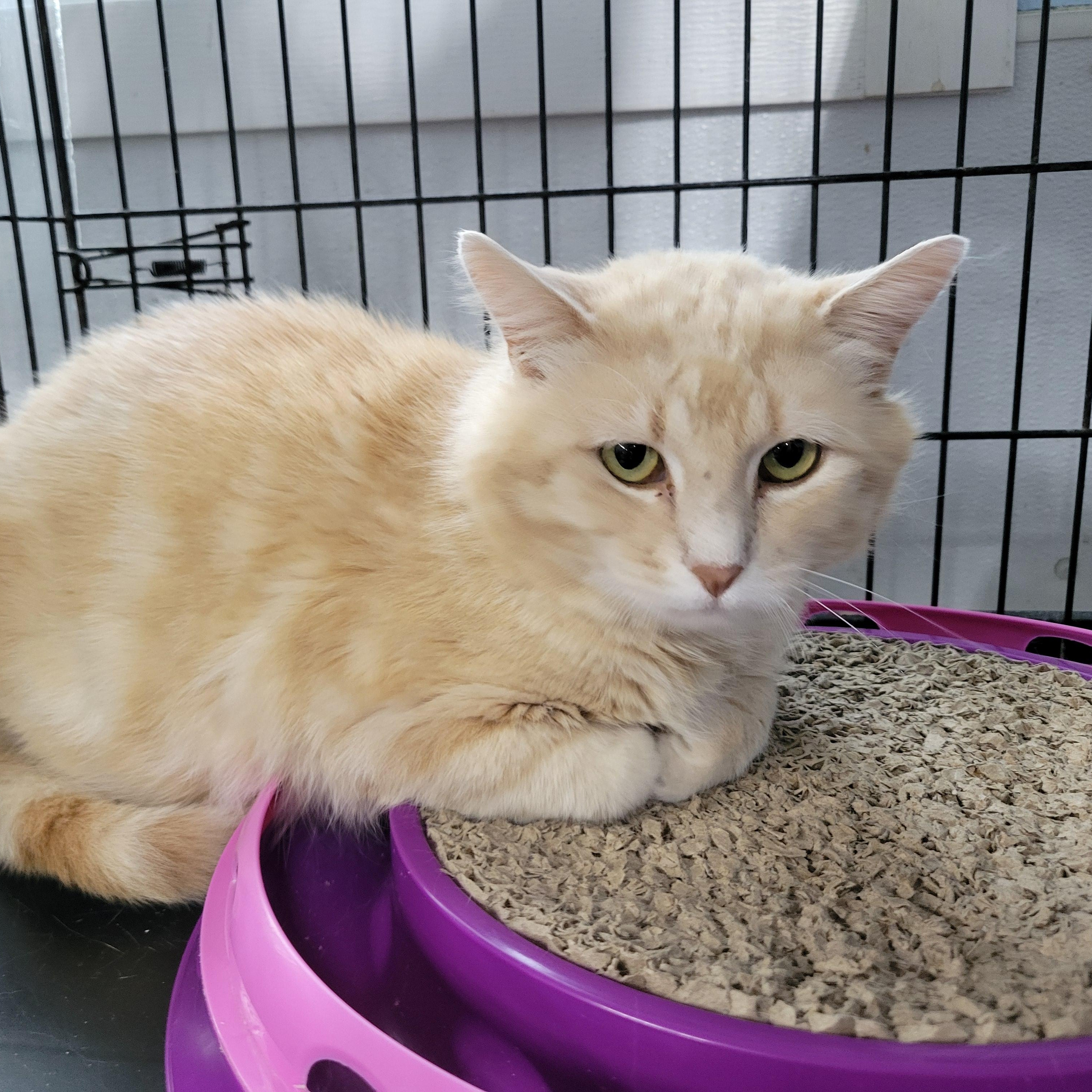 Enlarge Bobby, a Adoptable Domestic Short Hair in Clarinda, IA image 6/6