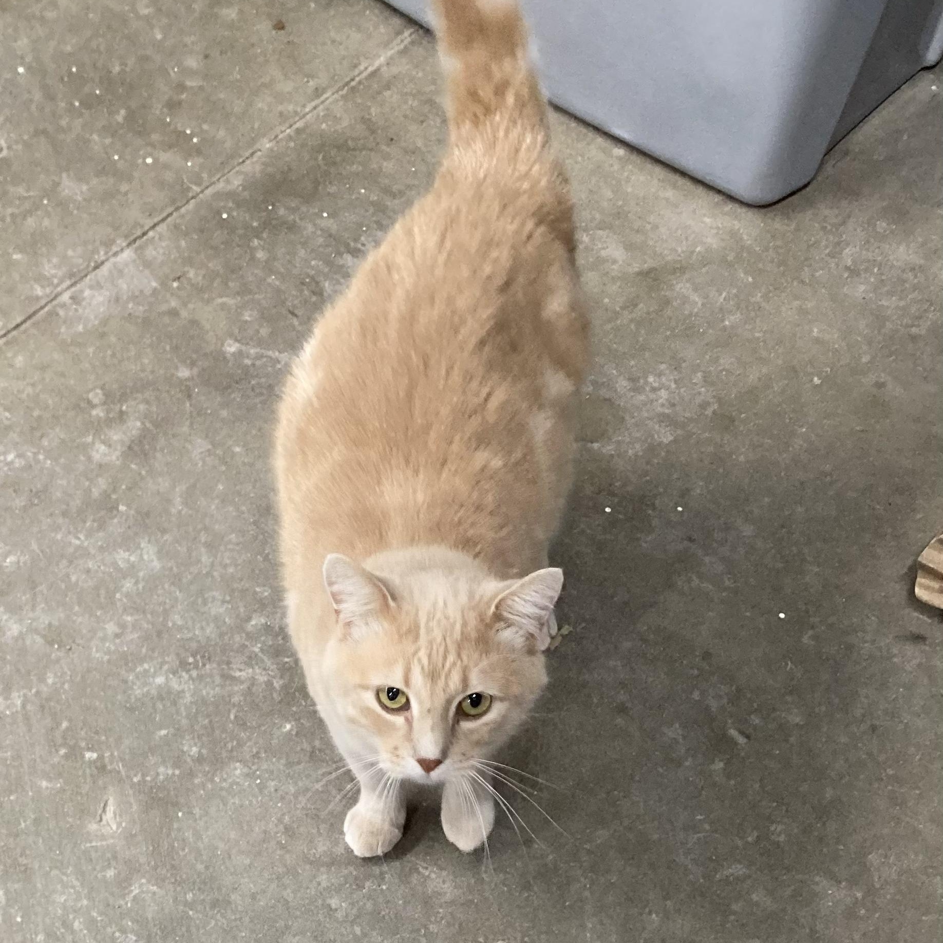 Enlarge Bobby, a Adoptable Domestic Short Hair in Clarinda, IA image 3/6