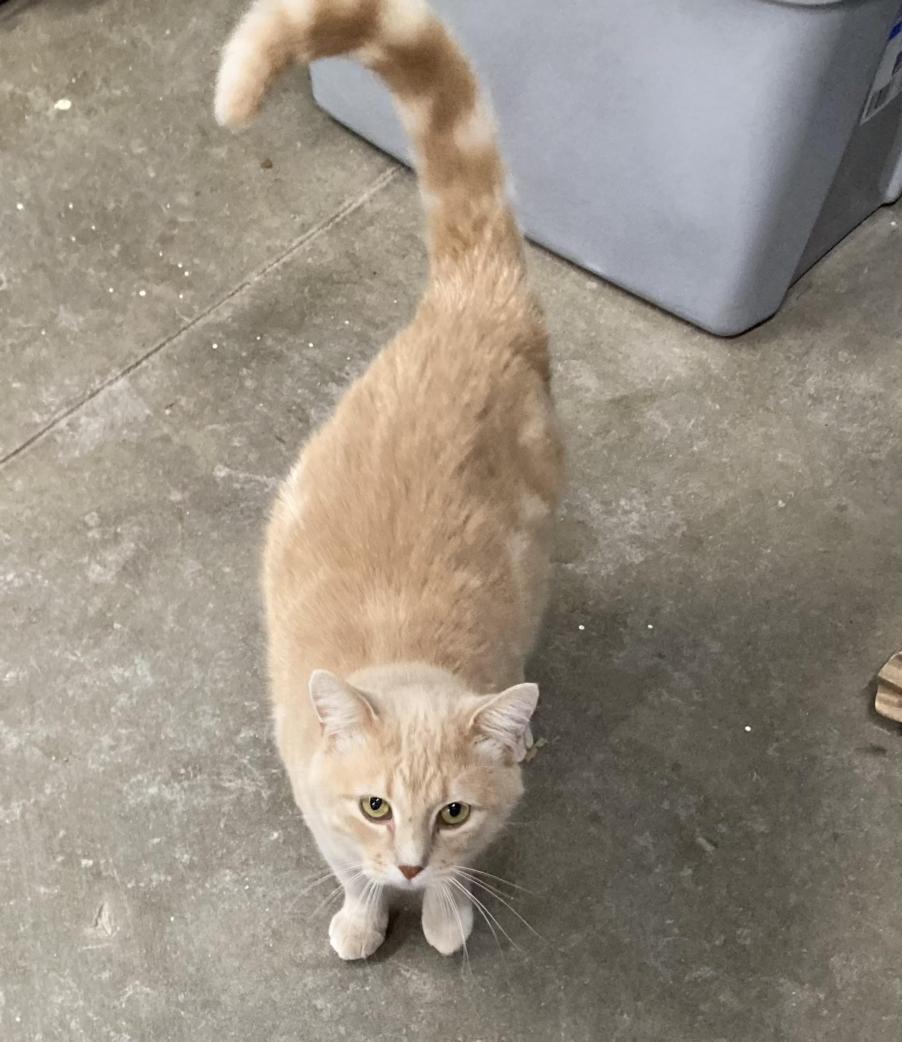 Bobby, a Adoptable Domestic Short Hair in Clarinda, IA image 5/5