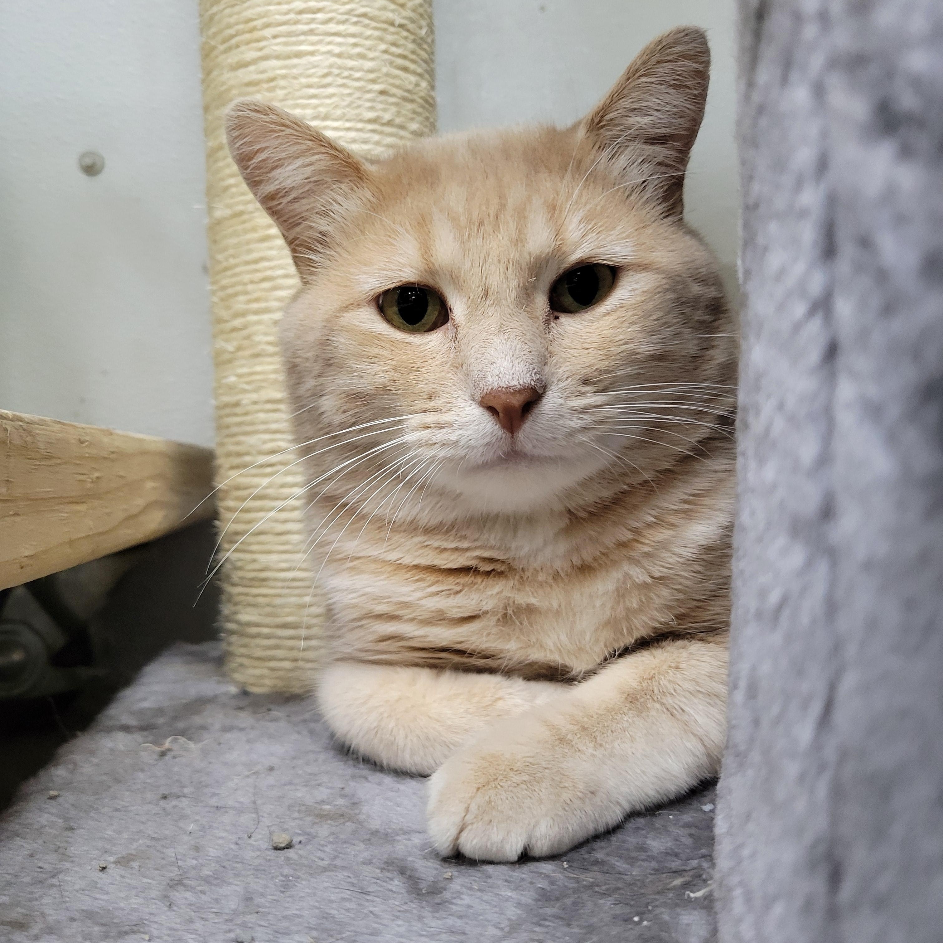 Bobby, a Adoptable Domestic Short Hair in Clarinda, IA image 1/5