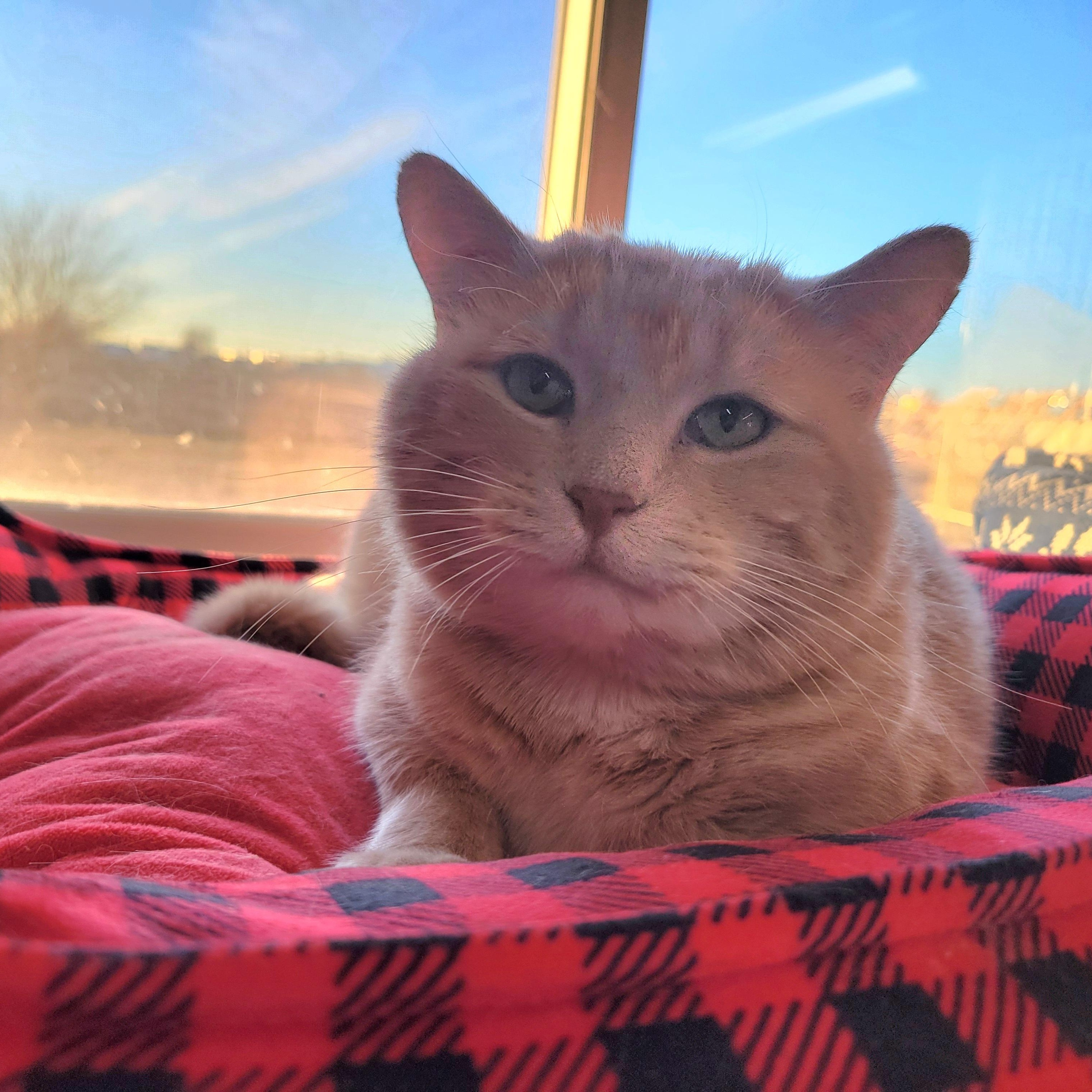 Bobby, Adoptable, Adult Male Domestic Short Hair.