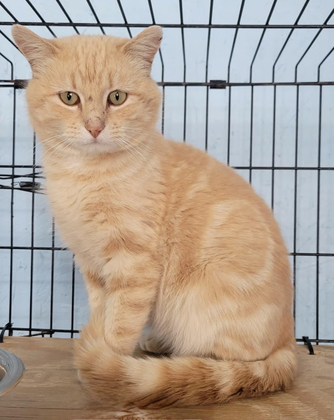 Bobby, an adoptable Domestic Short Hair in Clarinda, IA, 51632 | Photo Image 3