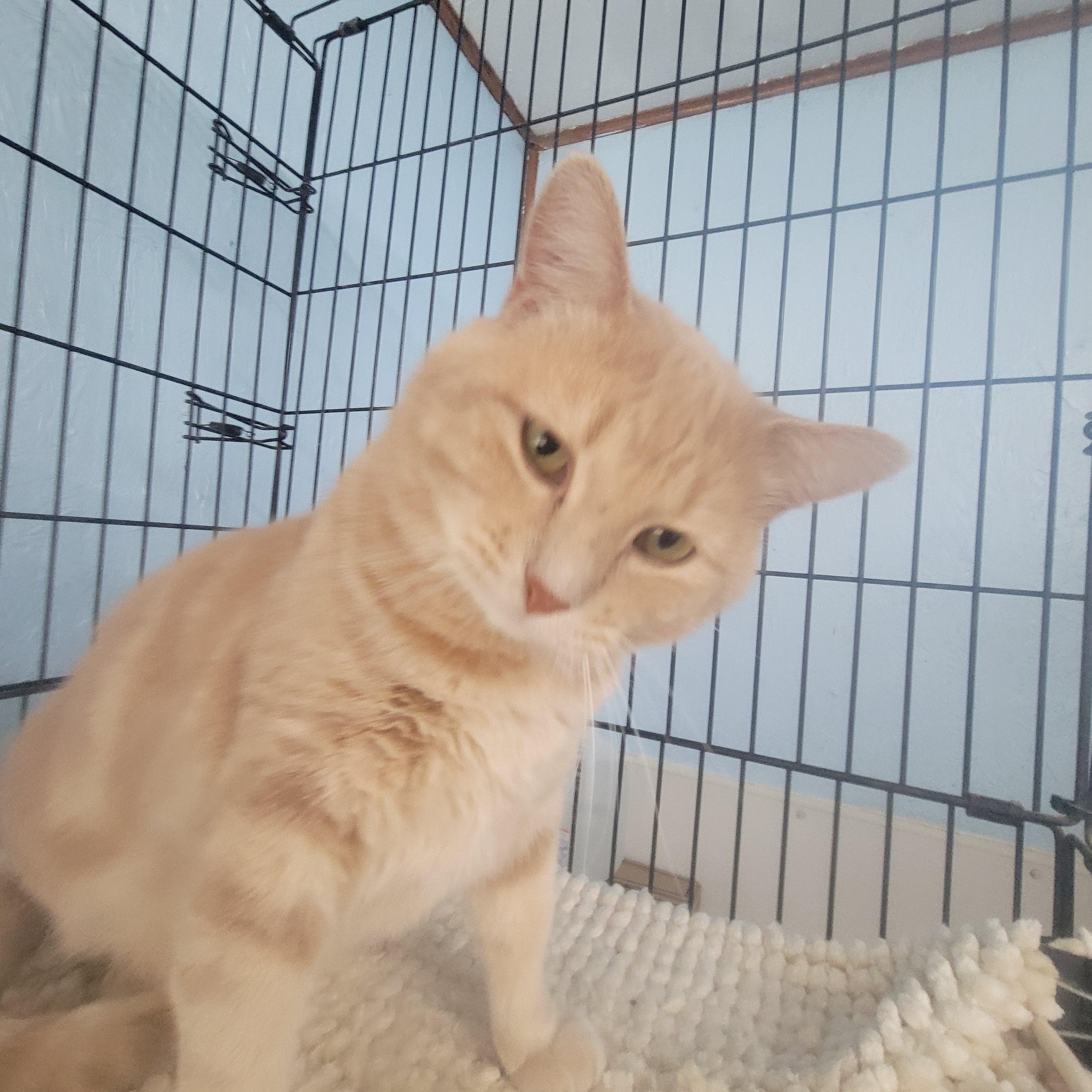 Bobby, an adoptable Domestic Short Hair in Clarinda, IA, 51632 | Photo Image 2