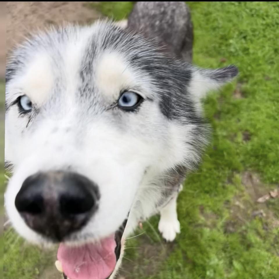 Gwinny, Adoptable, Adult Female Husky.