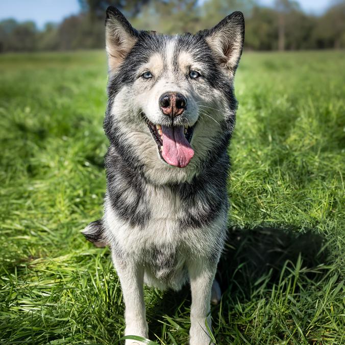 Enlarge Gwinny, a Adoptable Husky in Sonoma, CA image 2/6