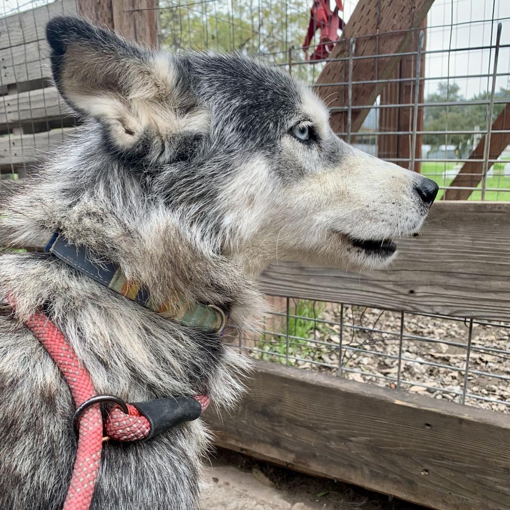 Ginny, a Adoptable Husky in Sonoma, CA image 2/6