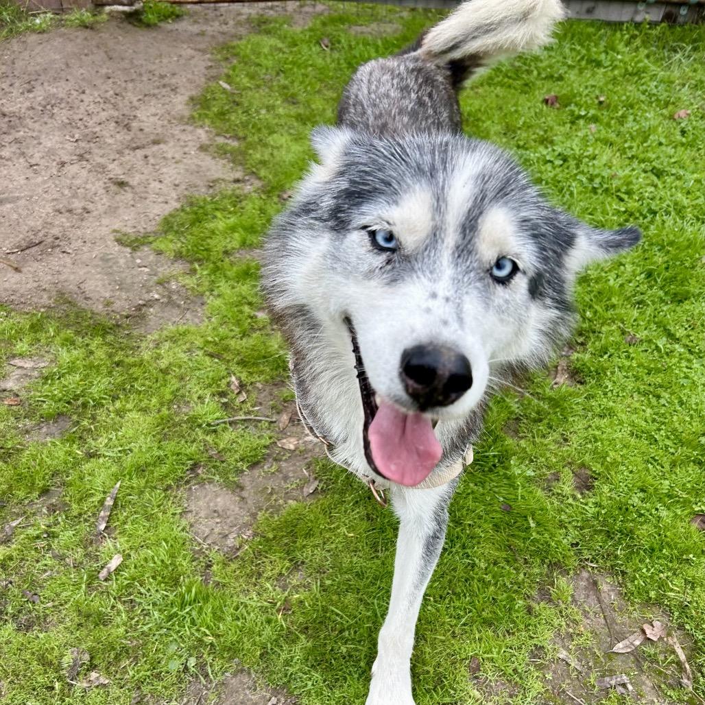 Ginny, a Adoptable Husky in Sonoma, CA image 3/6
