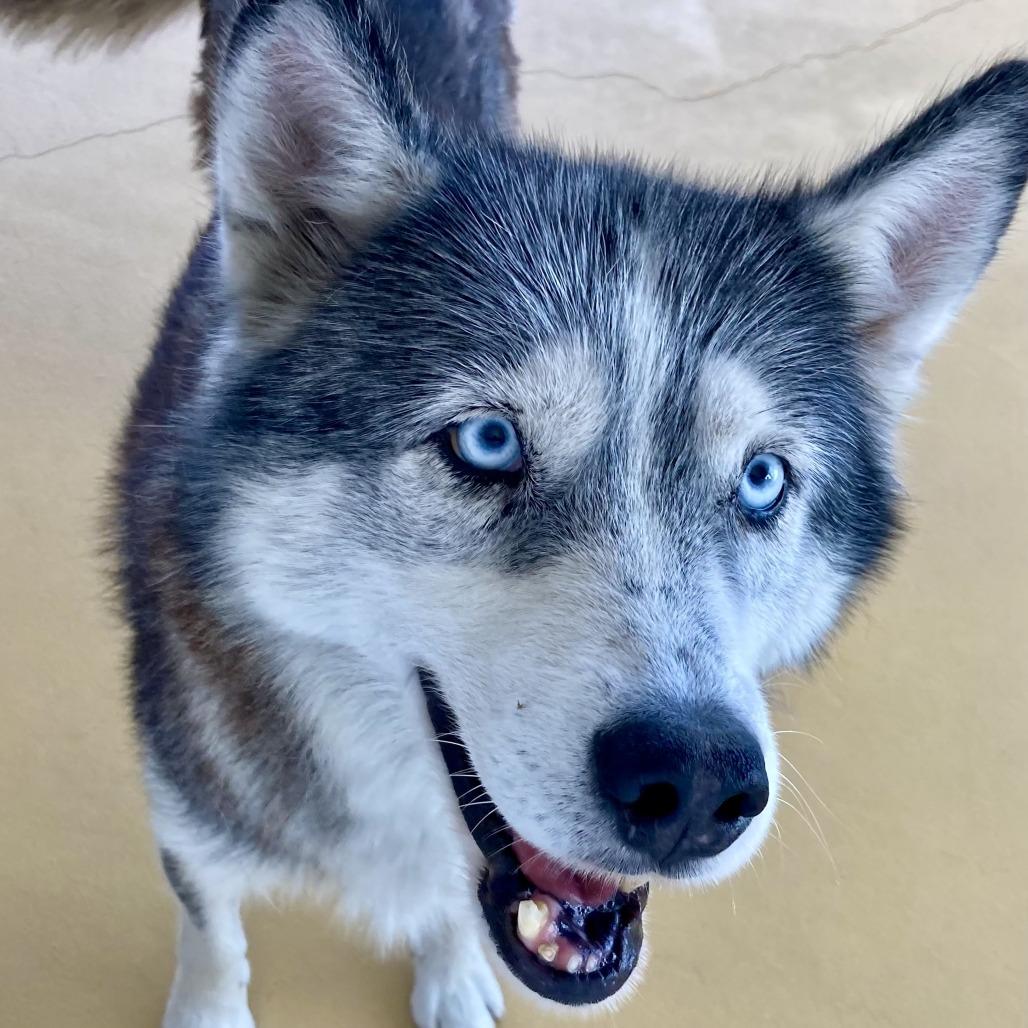 Ginny, a Adoptable Husky in Sonoma, CA image 4/6