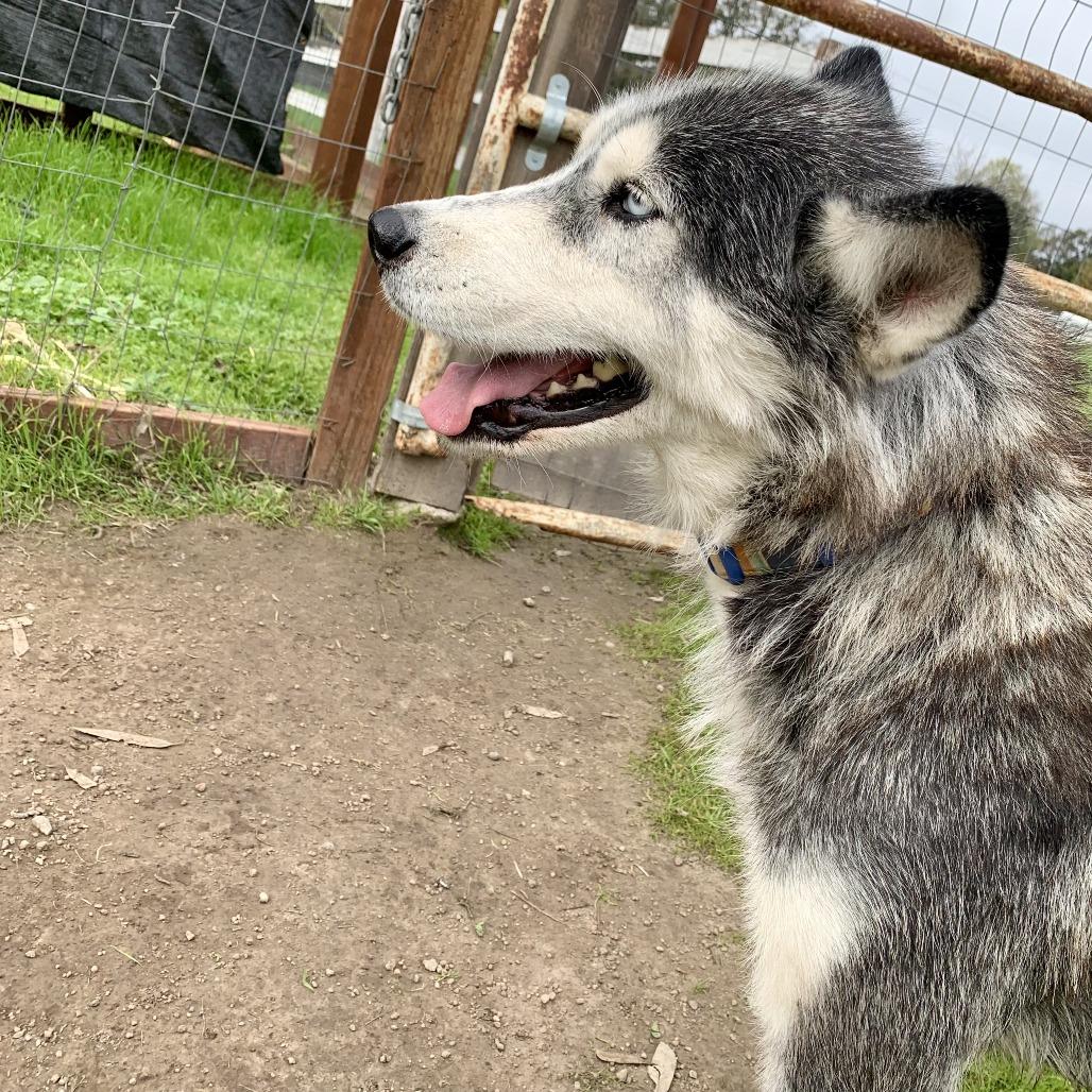 Ginny, a Adoptable Husky in Sonoma, CA image 5/6