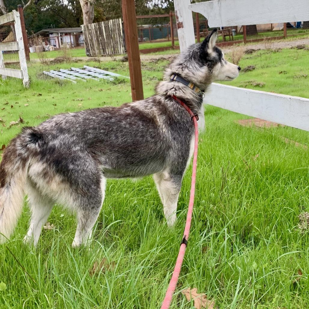 Ginny, a Adoptable Husky in Sonoma, CA image 6/6
