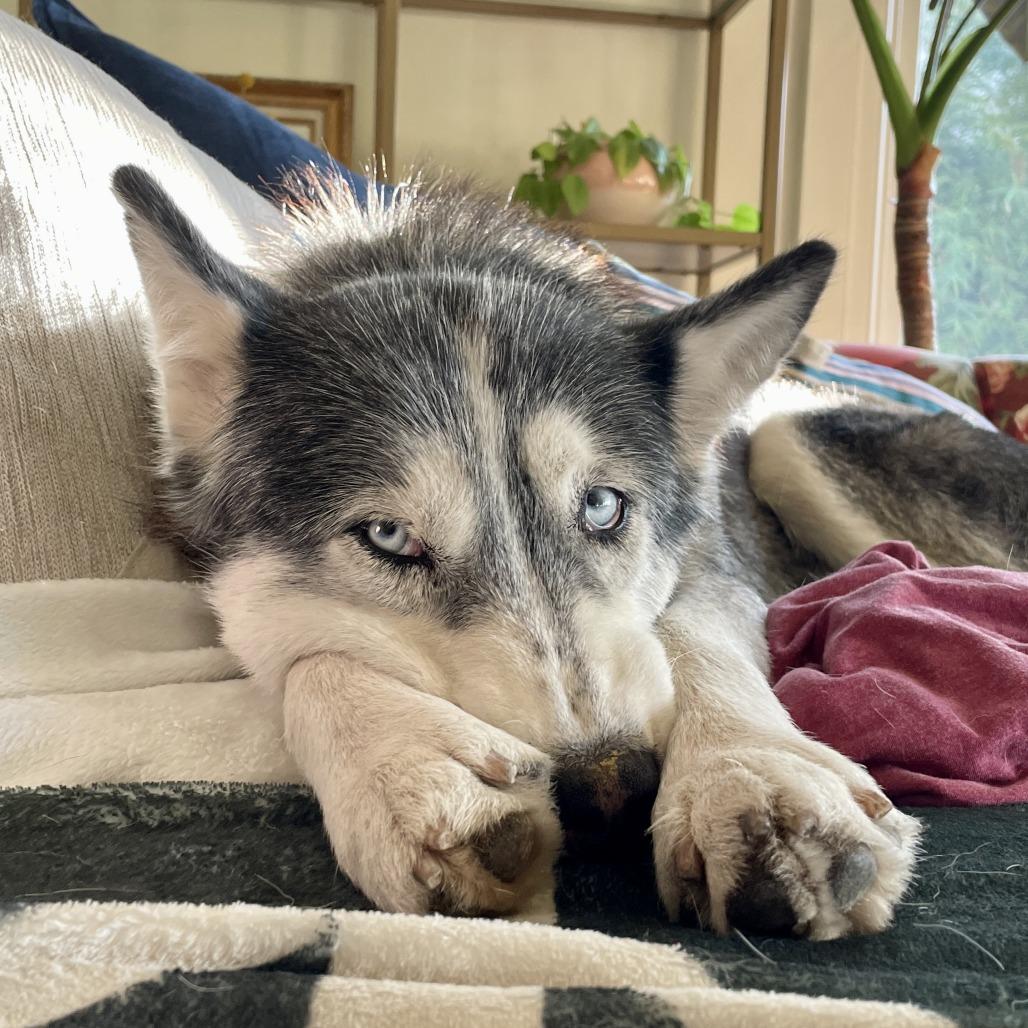 Gwinny, a Adoptable Husky in Sonoma, CA image 6/6