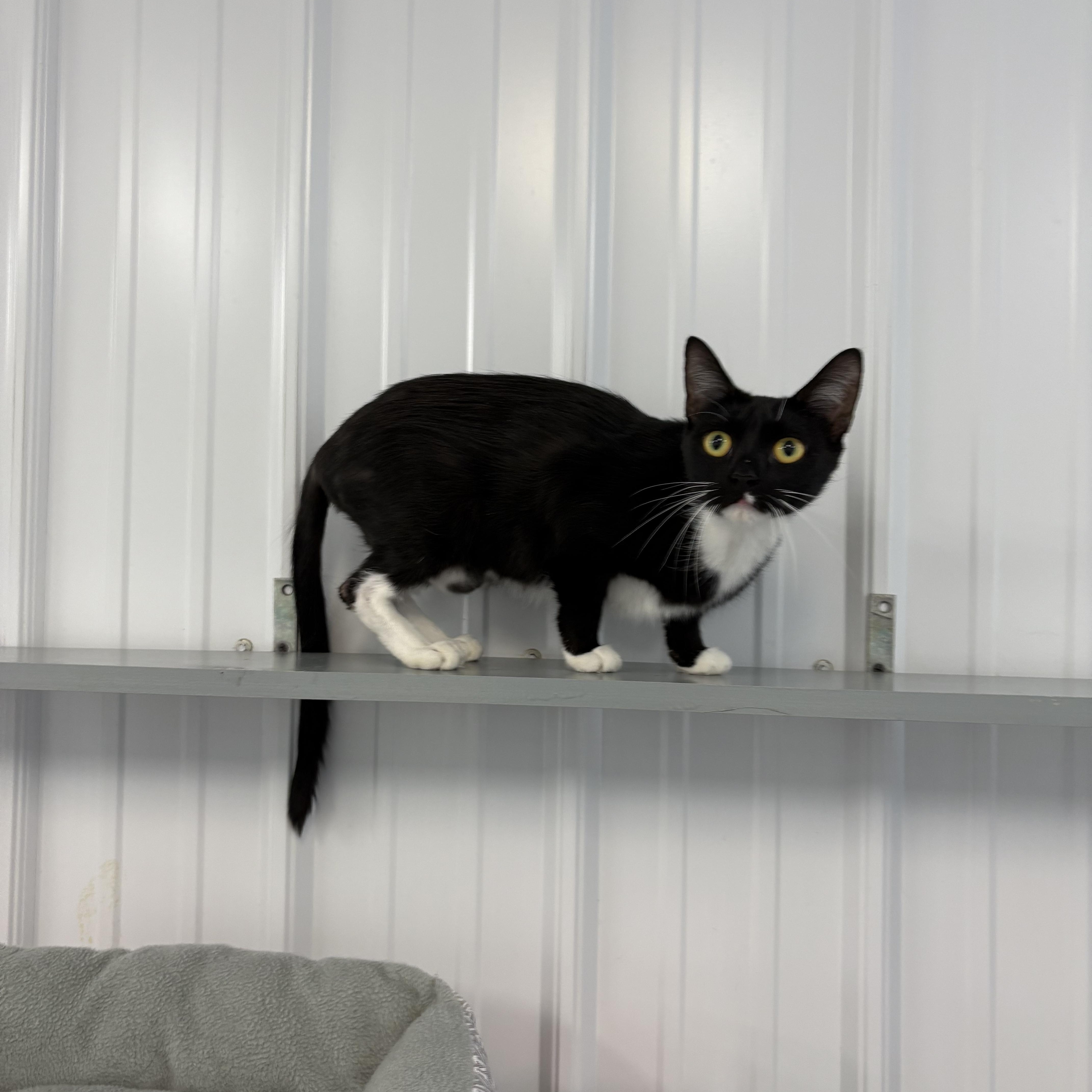 Night, an adopted American Shorthair in Big Rapids, MI image 2/2