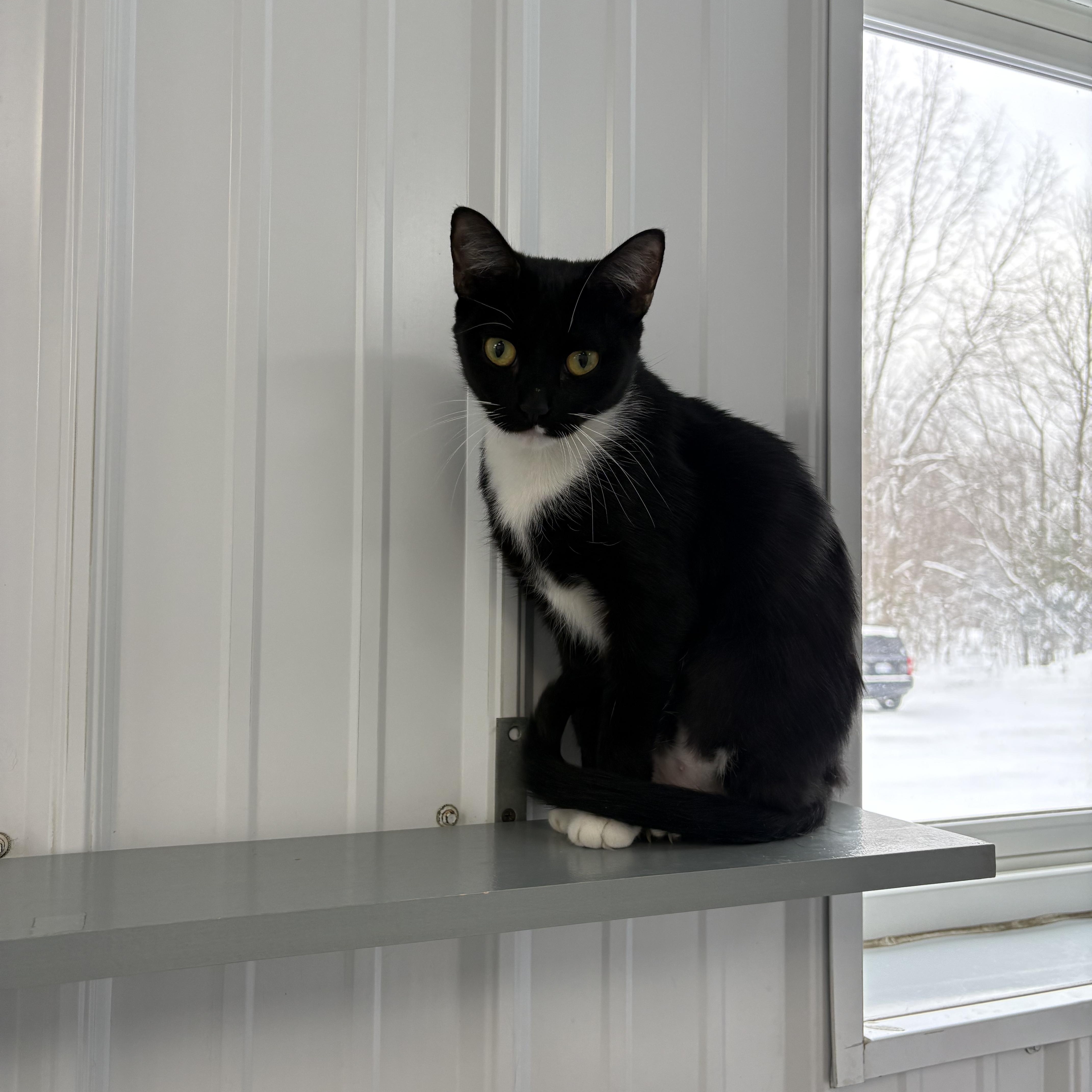 Night, ADOPTABLE, Adult Female American Shorthair.