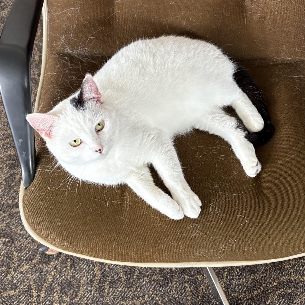 Nessy — thumbnail 2