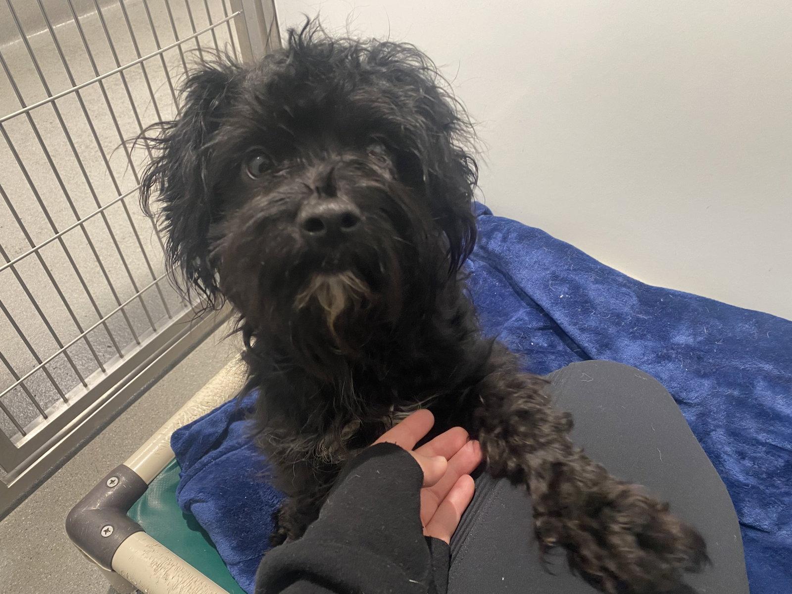 Enlarge Pica, a Adopted Poodle in San Francisco, CA image 1/3