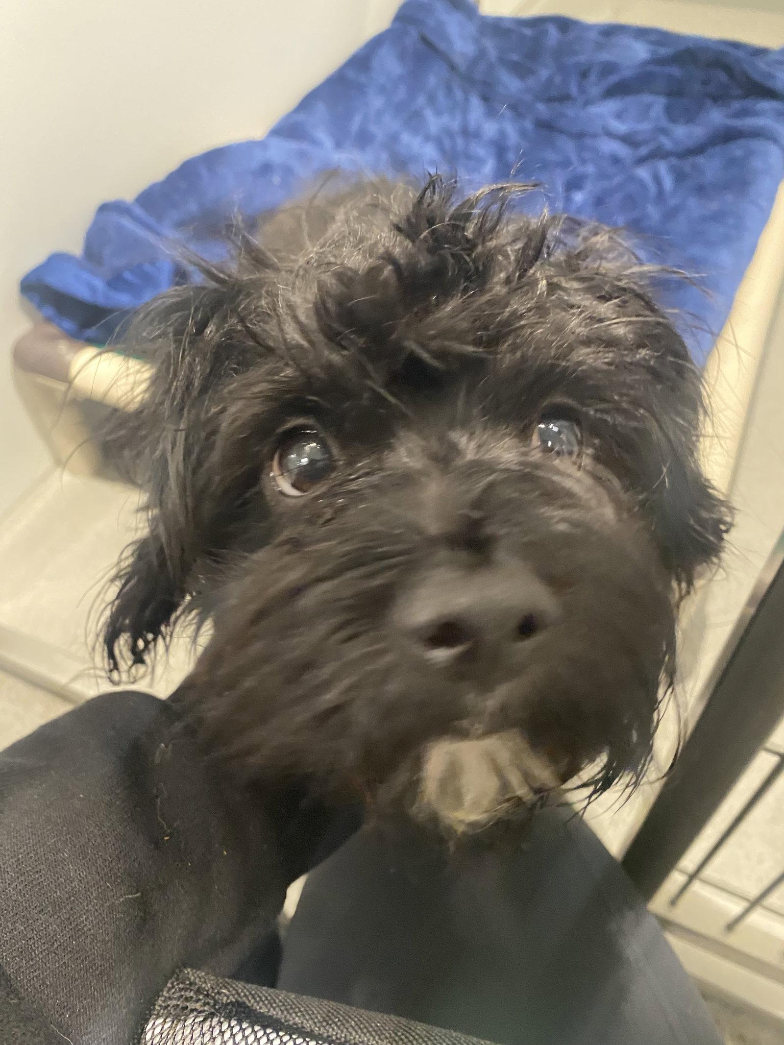 Enlarge Pica, a Adopted Poodle in San Francisco, CA image 2/3