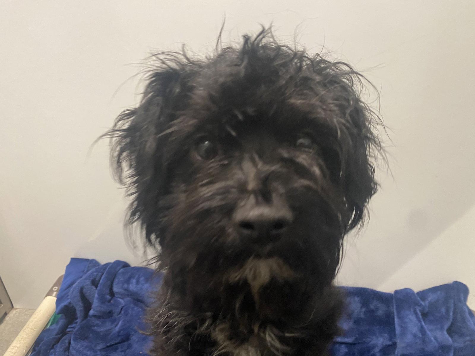Enlarge Pica, a Adopted Poodle in San Francisco, CA image 3/3
