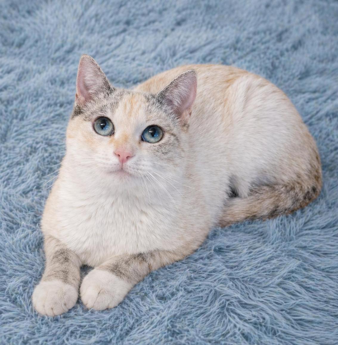 Kira, a Adoptable mixed breed in Hillsboro, TX image 6/6