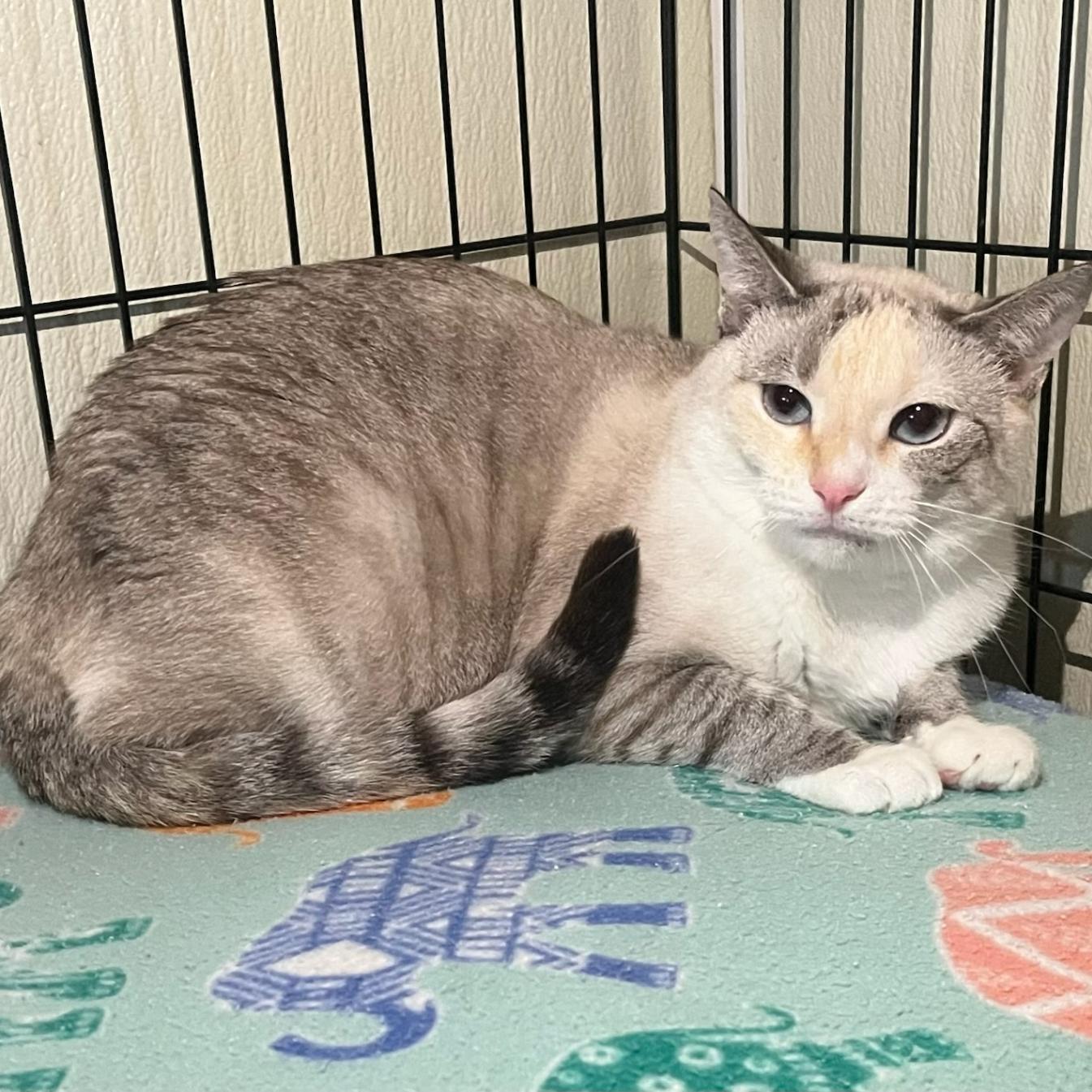 Kira, a Adoptable mixed breed in Hillsboro, TX image 6/6
