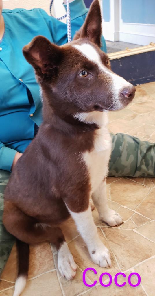 Enlarge Coco, a Adoptable mixed breed in Mena, AR image 1/2