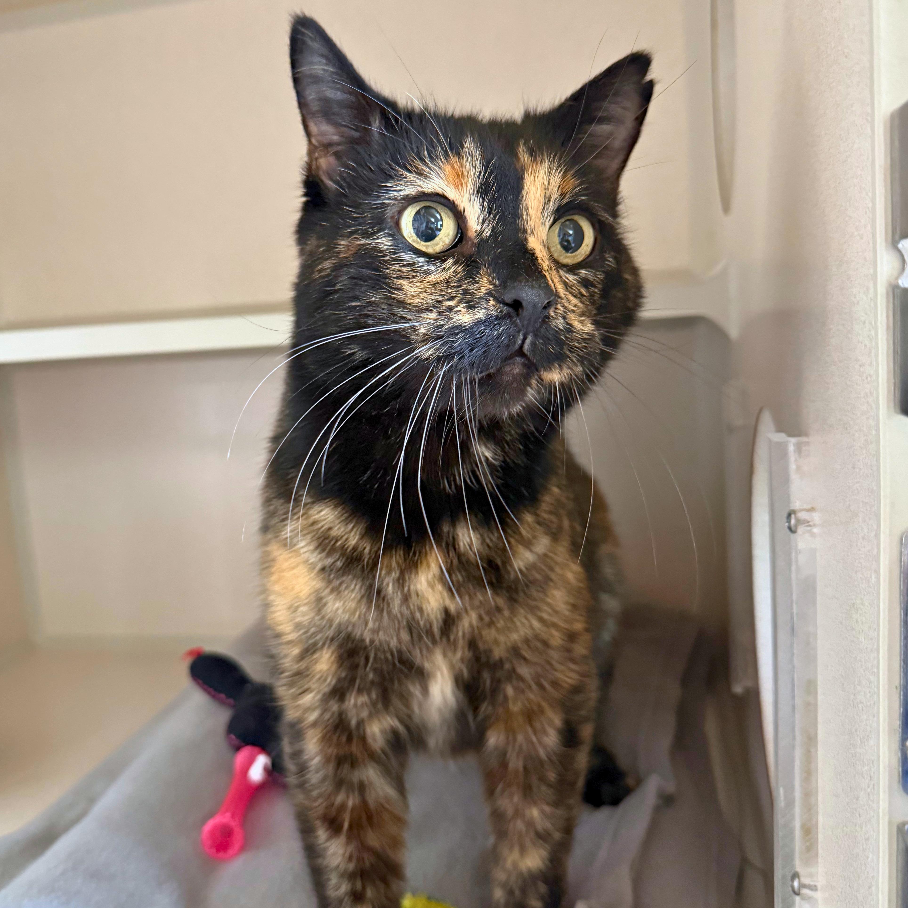 Enlarge Stormie, a Adoptable Domestic Short Hair in Ridgway, CO image 3/4