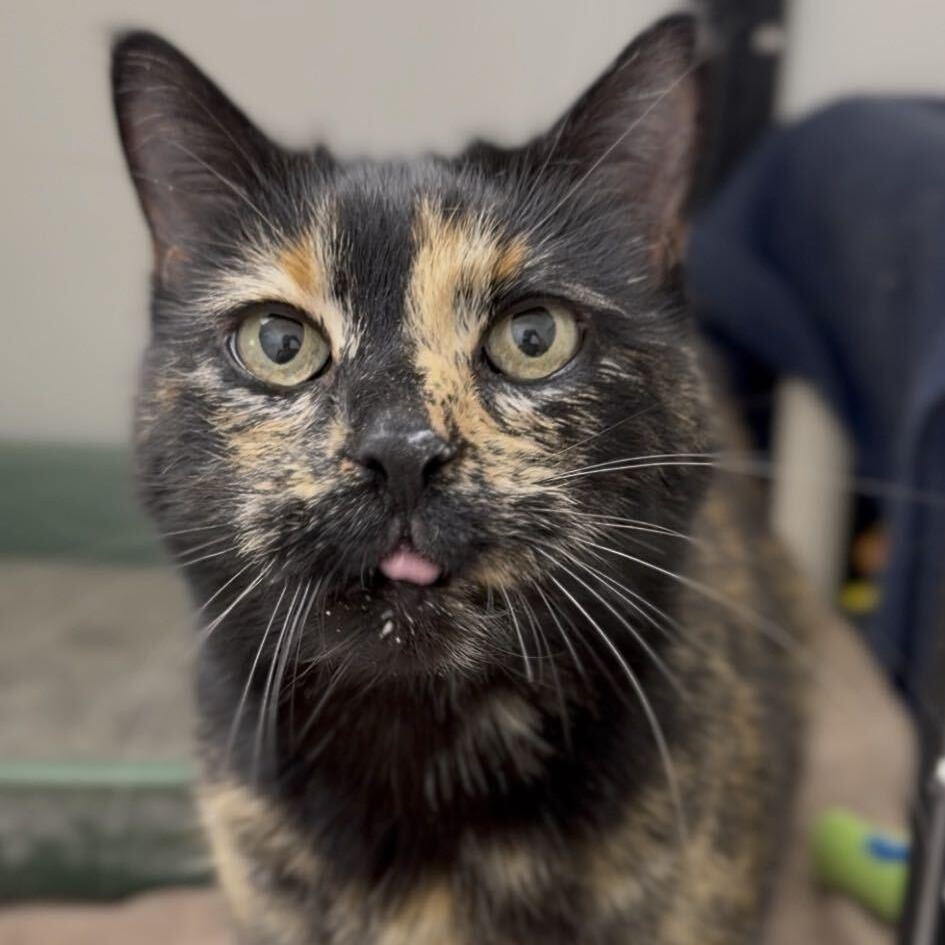 Stormie, Adoptable, Senior Female Domestic Short Hair.