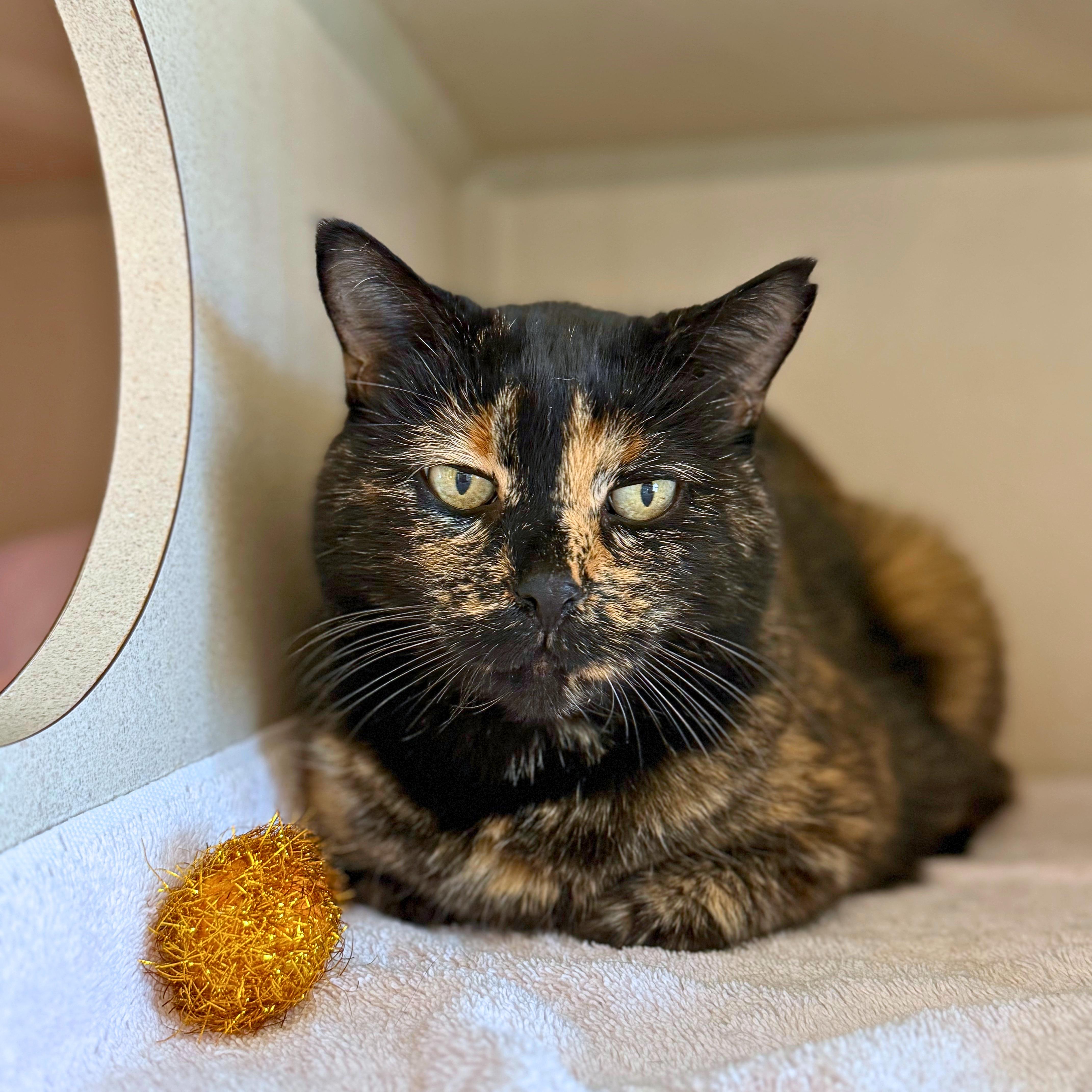 Stormie, Adoptable, Senior Female Domestic Short Hair.